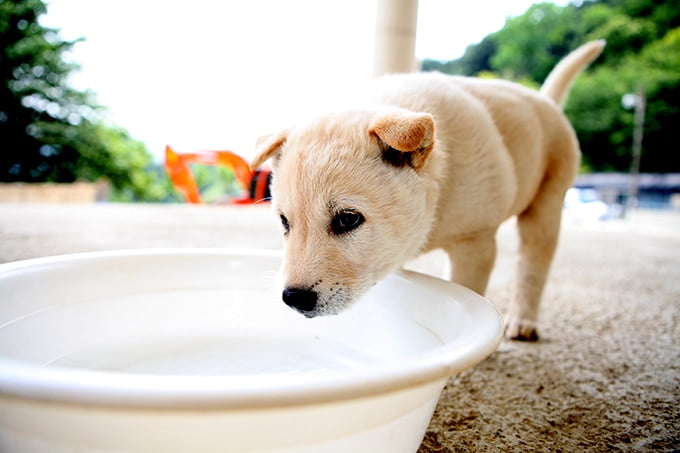 foto Perro Jindo Coreano