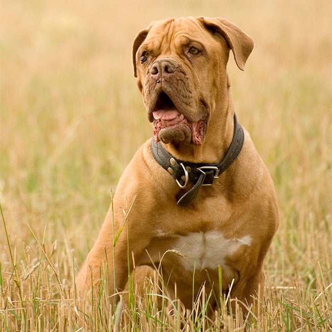 foto Perro Dogo de Burdeos