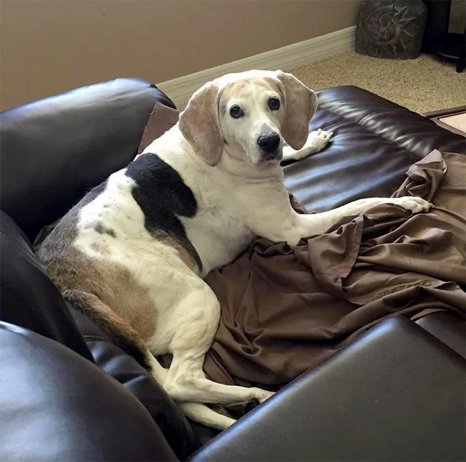 foto Perro de raza Walker Coonhound
