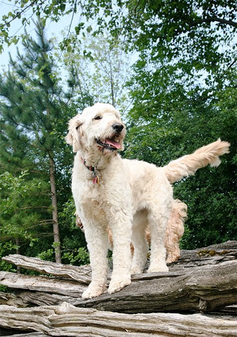 foto Perro Goldendoodle