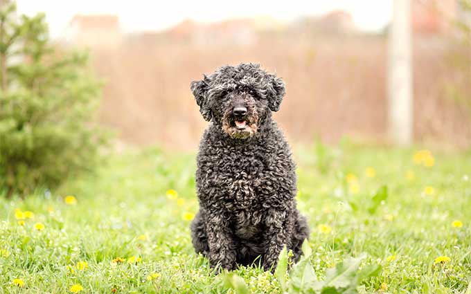 foto Perro Puli