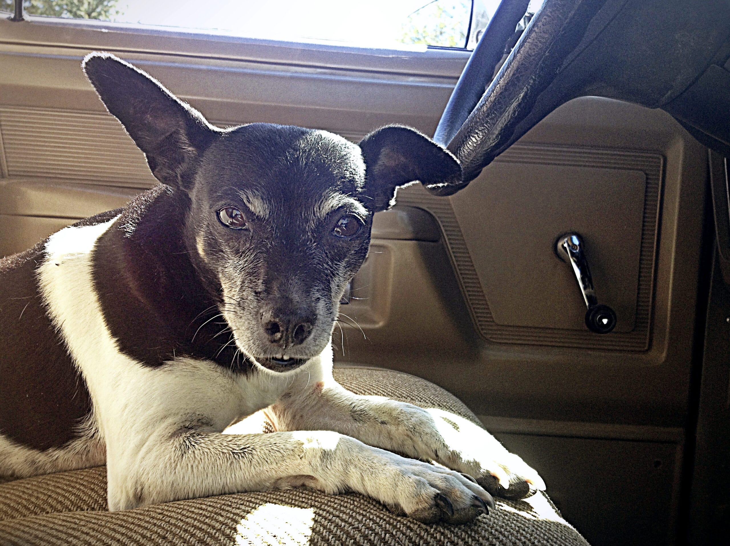 foto Perro Rat Terrier