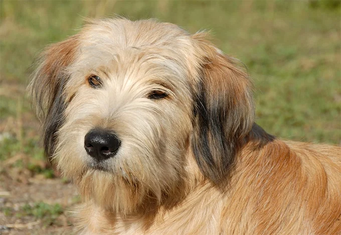 foto Perro Pastor de los Pirineos
