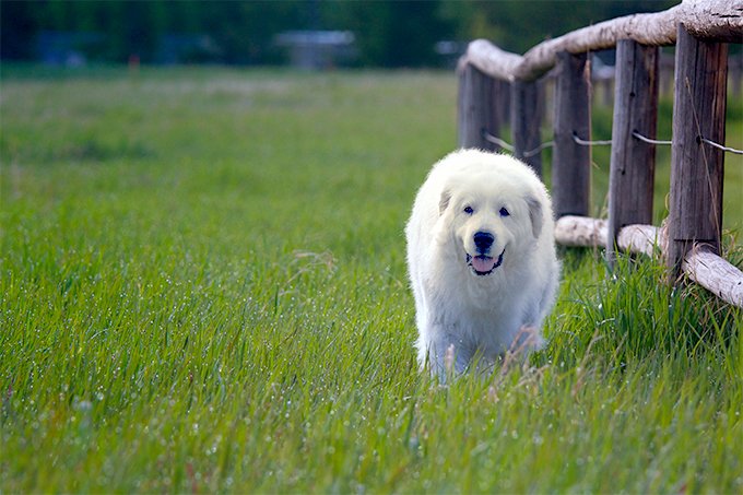 foto Gran Perro de los Pirineos