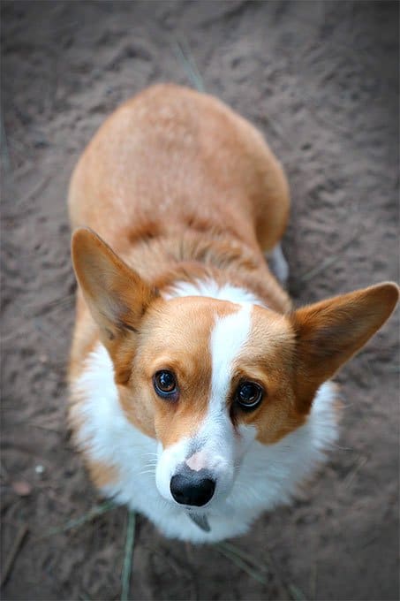 foto Perro Pembroke Welsh Corgi