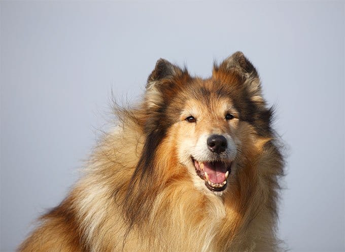 foto Perro Collie