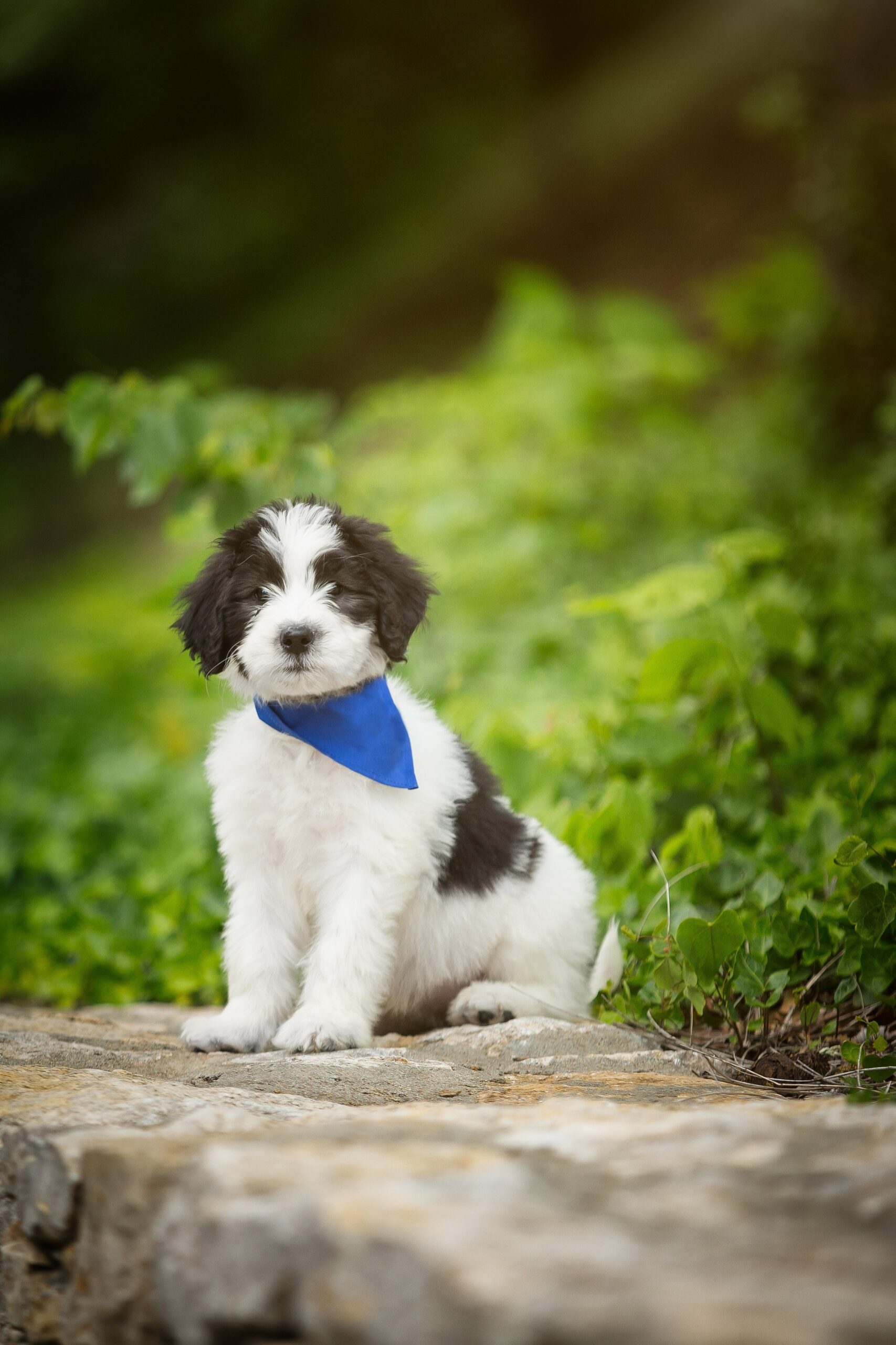 foto Perro mixto Sheepadoodle