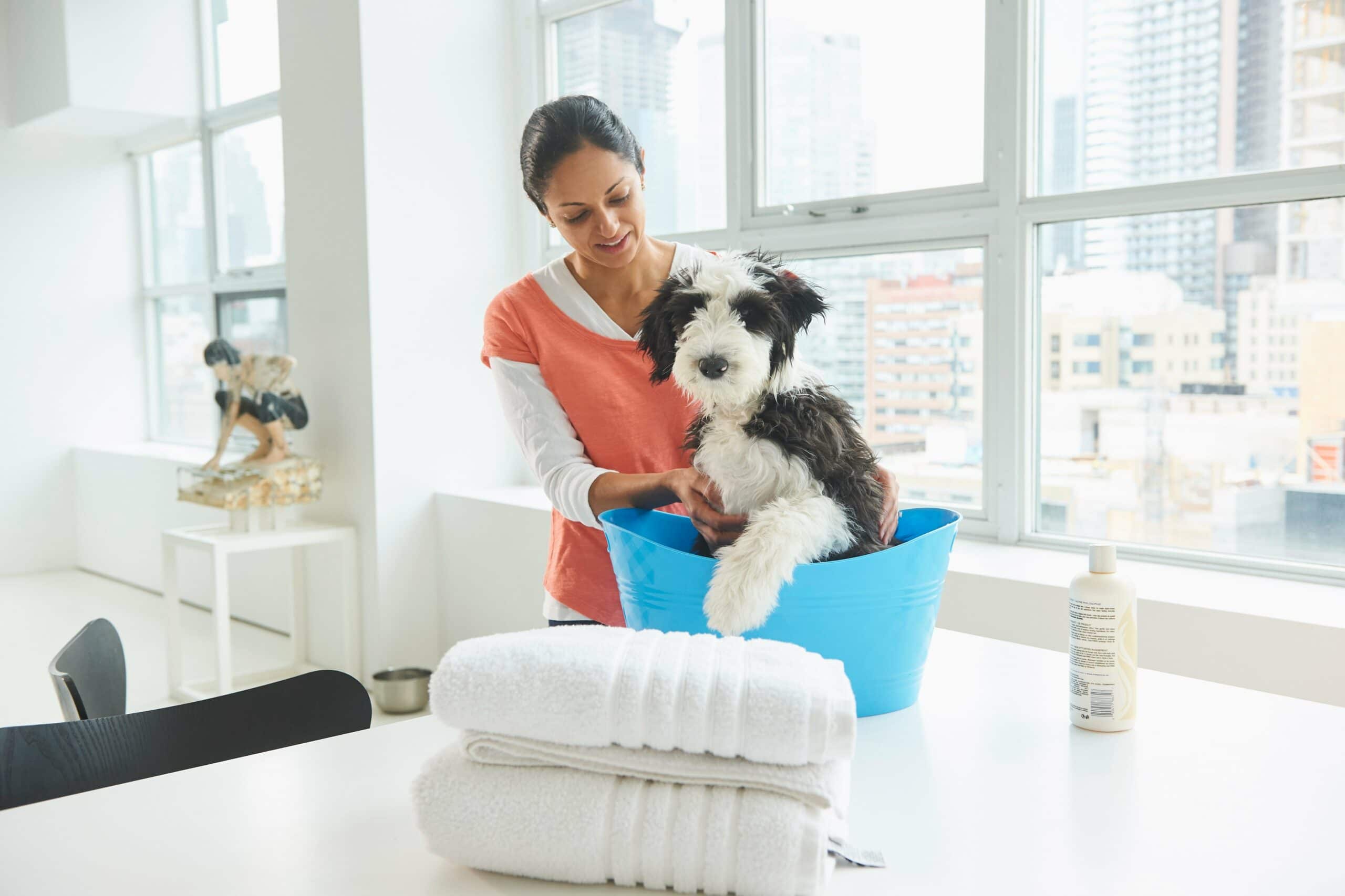 foto Perro mixto Sheepadoodle