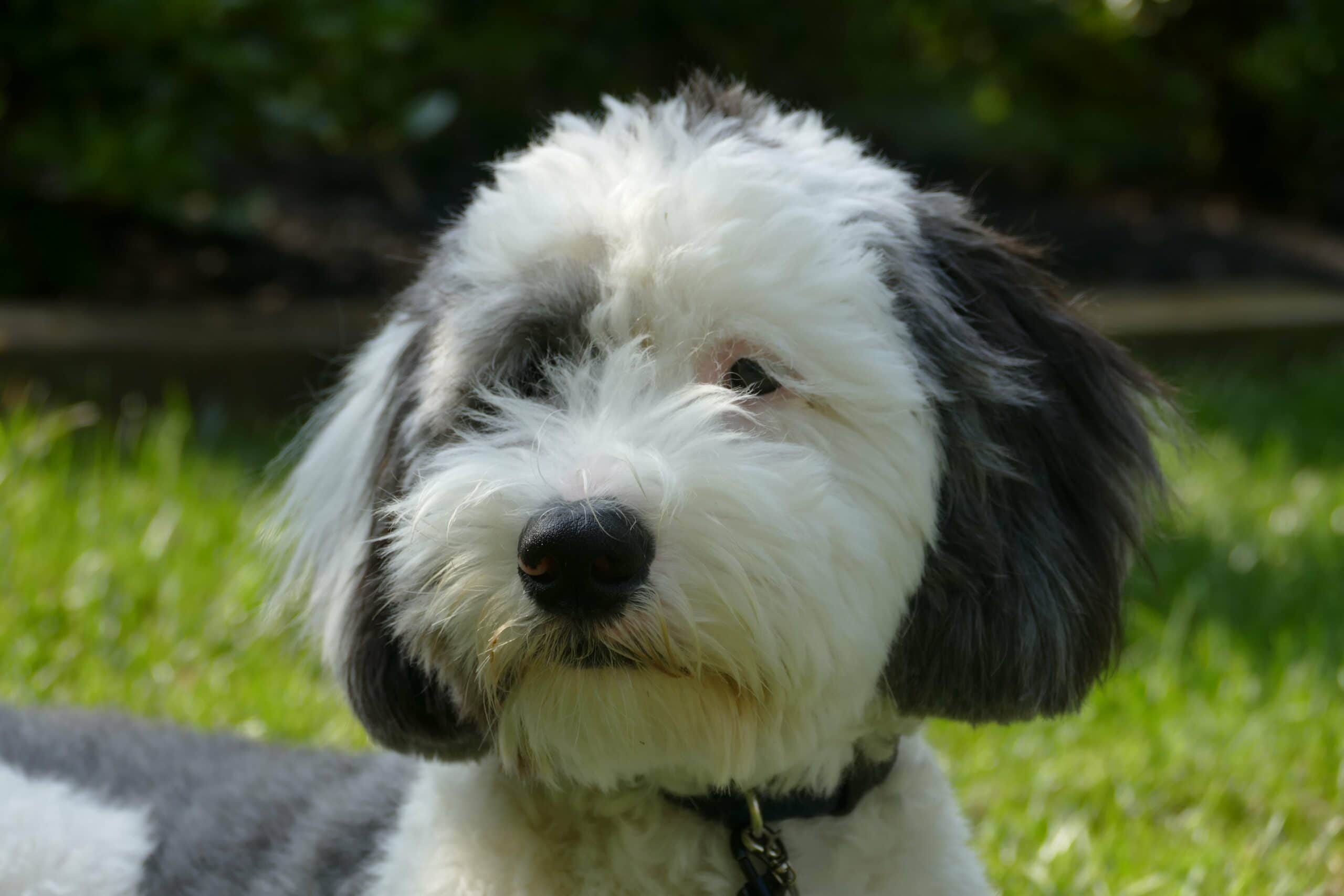 foto Perro mixto Sheepadoodle