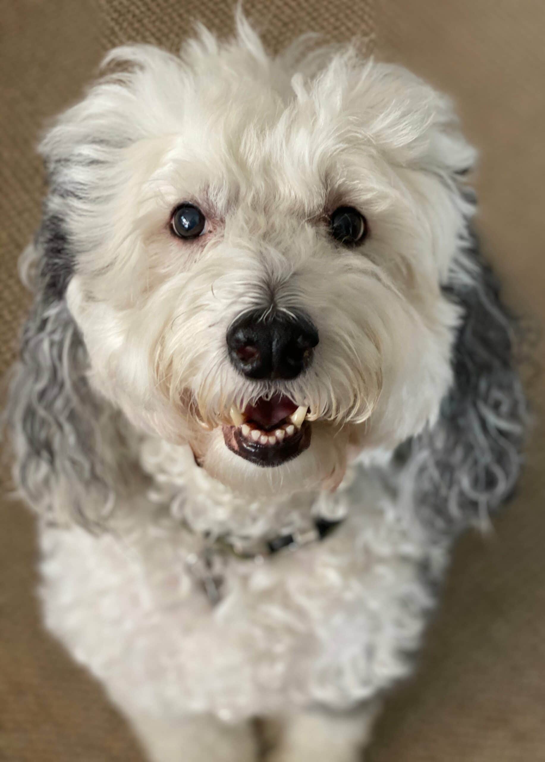 foto Perro mixto Sheepadoodle