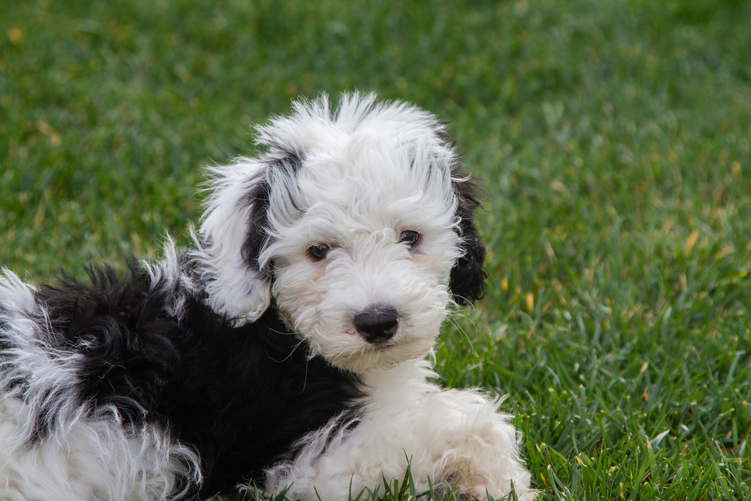 foto Perro mixto Sheepadoodle