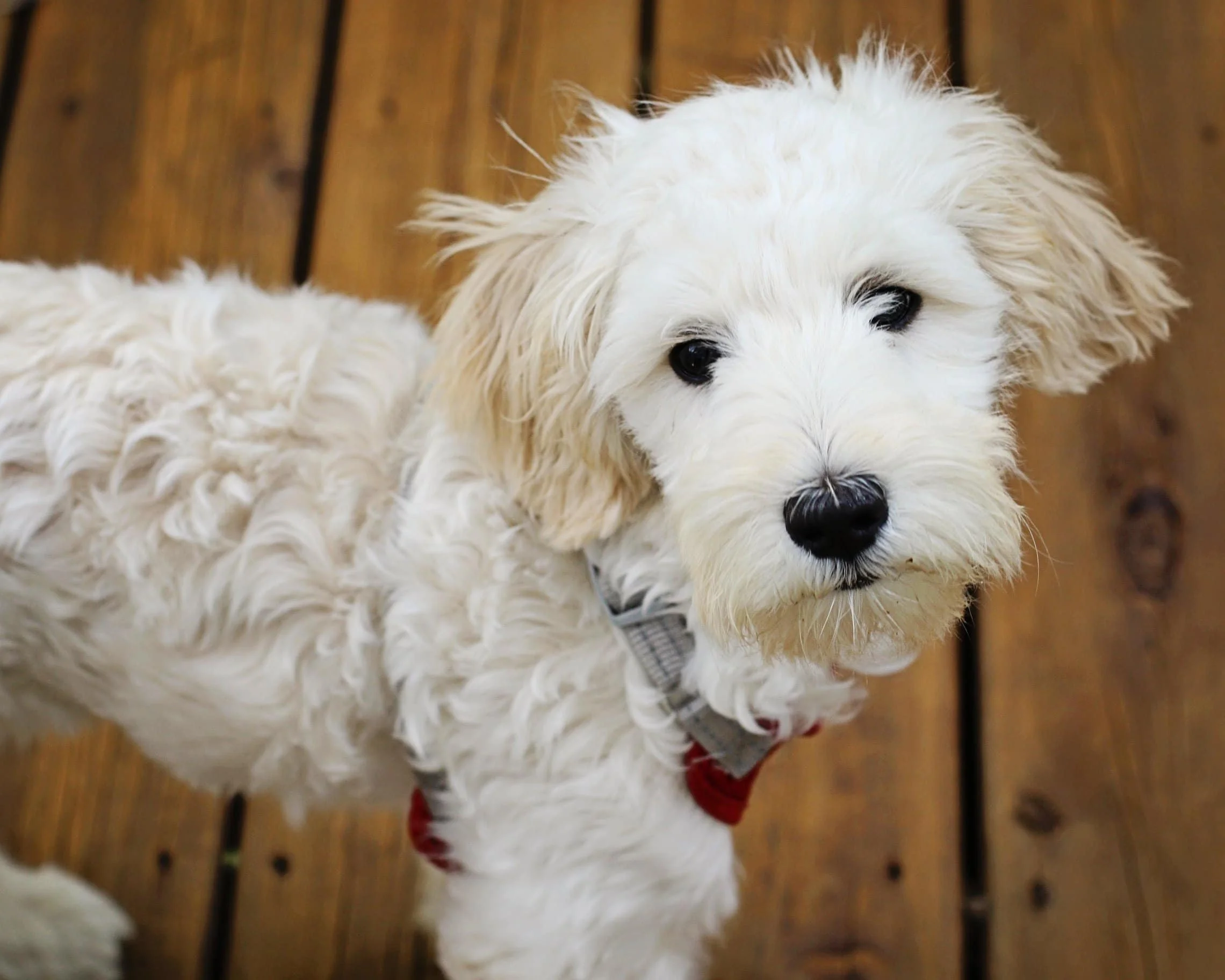 foto Perro mixto Sheepadoodle