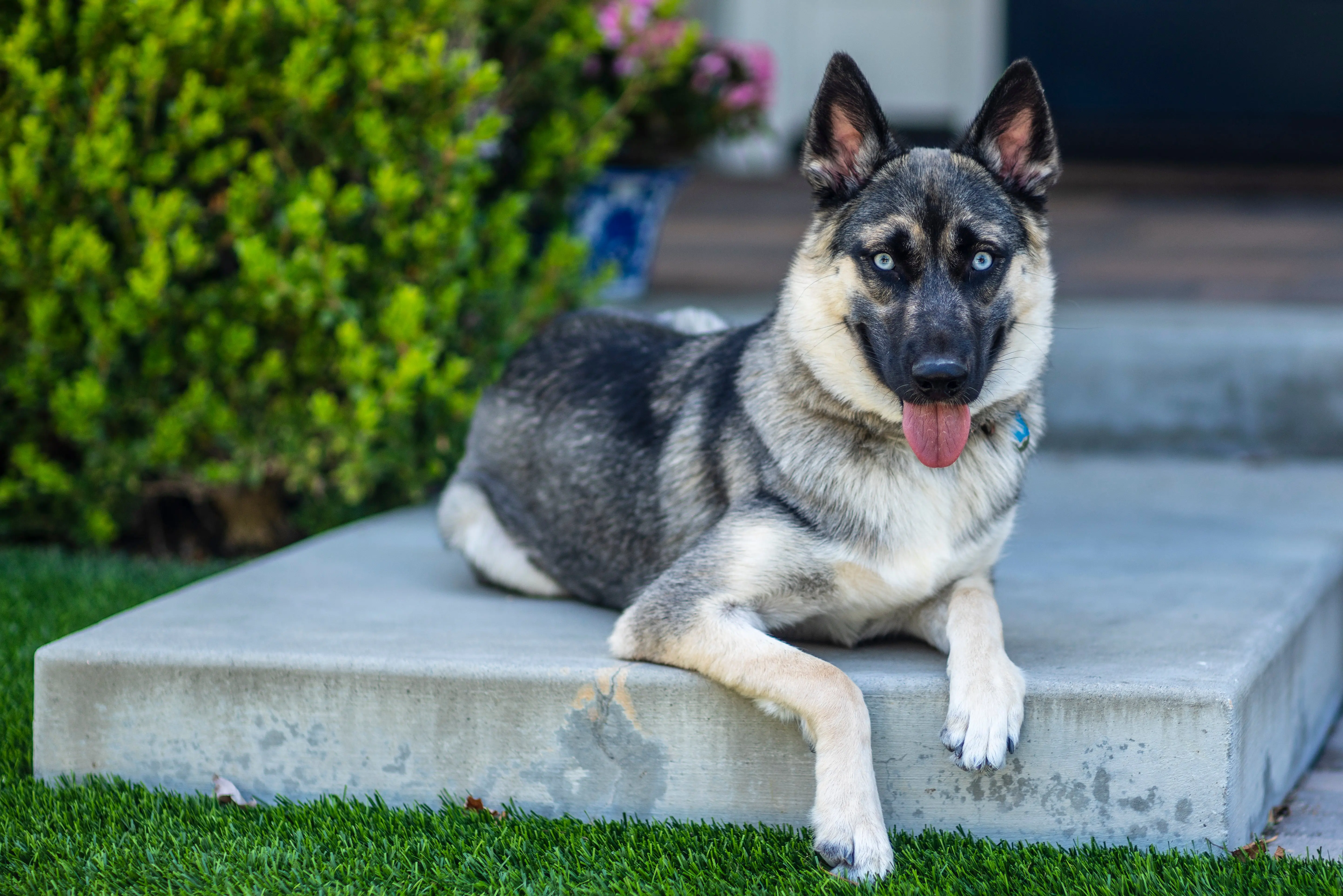 foto Perro mestizo de Shepsky
