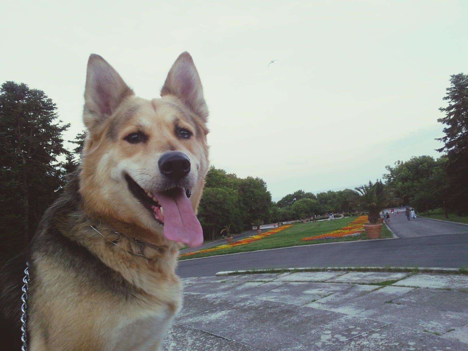 foto Perro mestizo de Shepsky