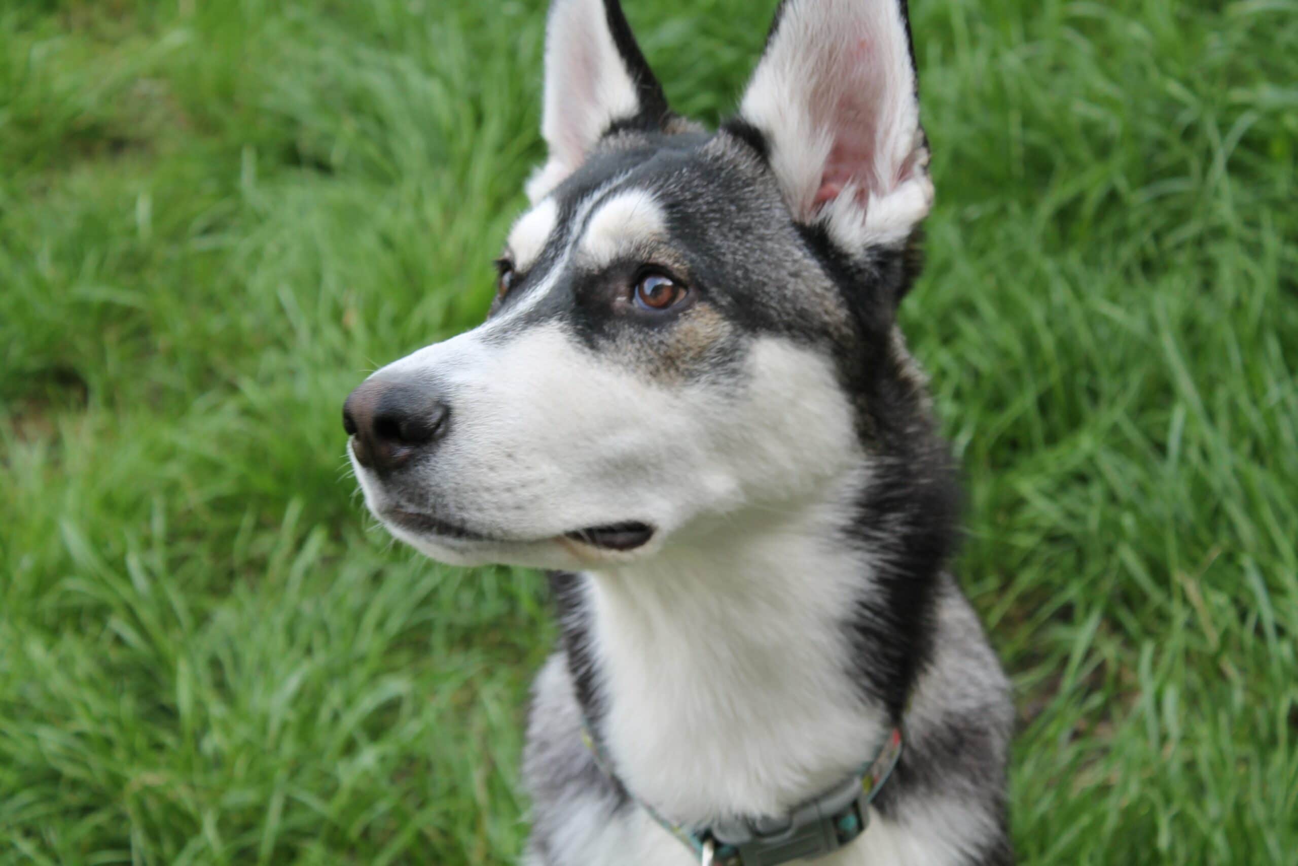 foto Perro mestizo de Shepsky