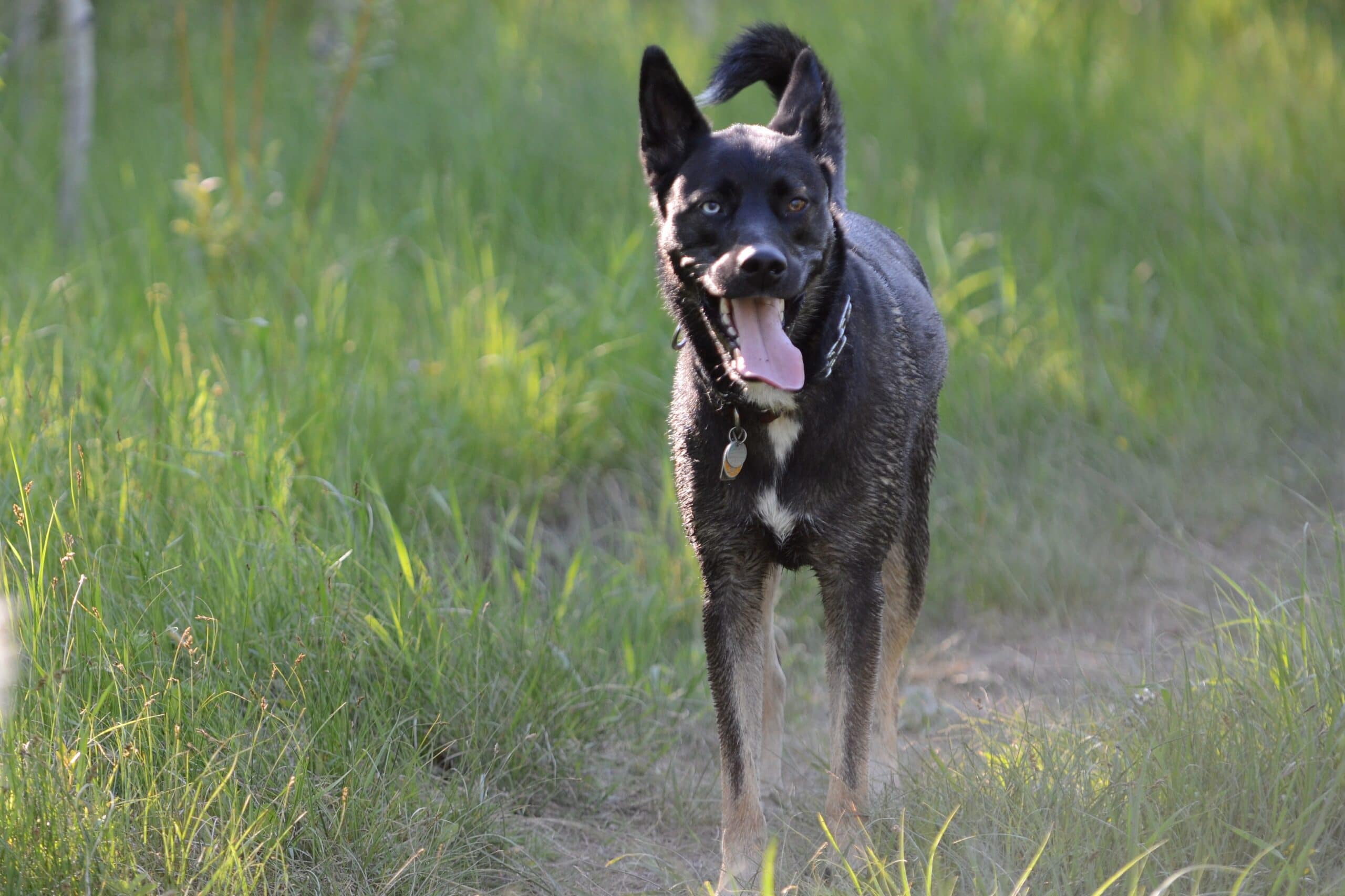 foto Perro mestizo de Shepsky