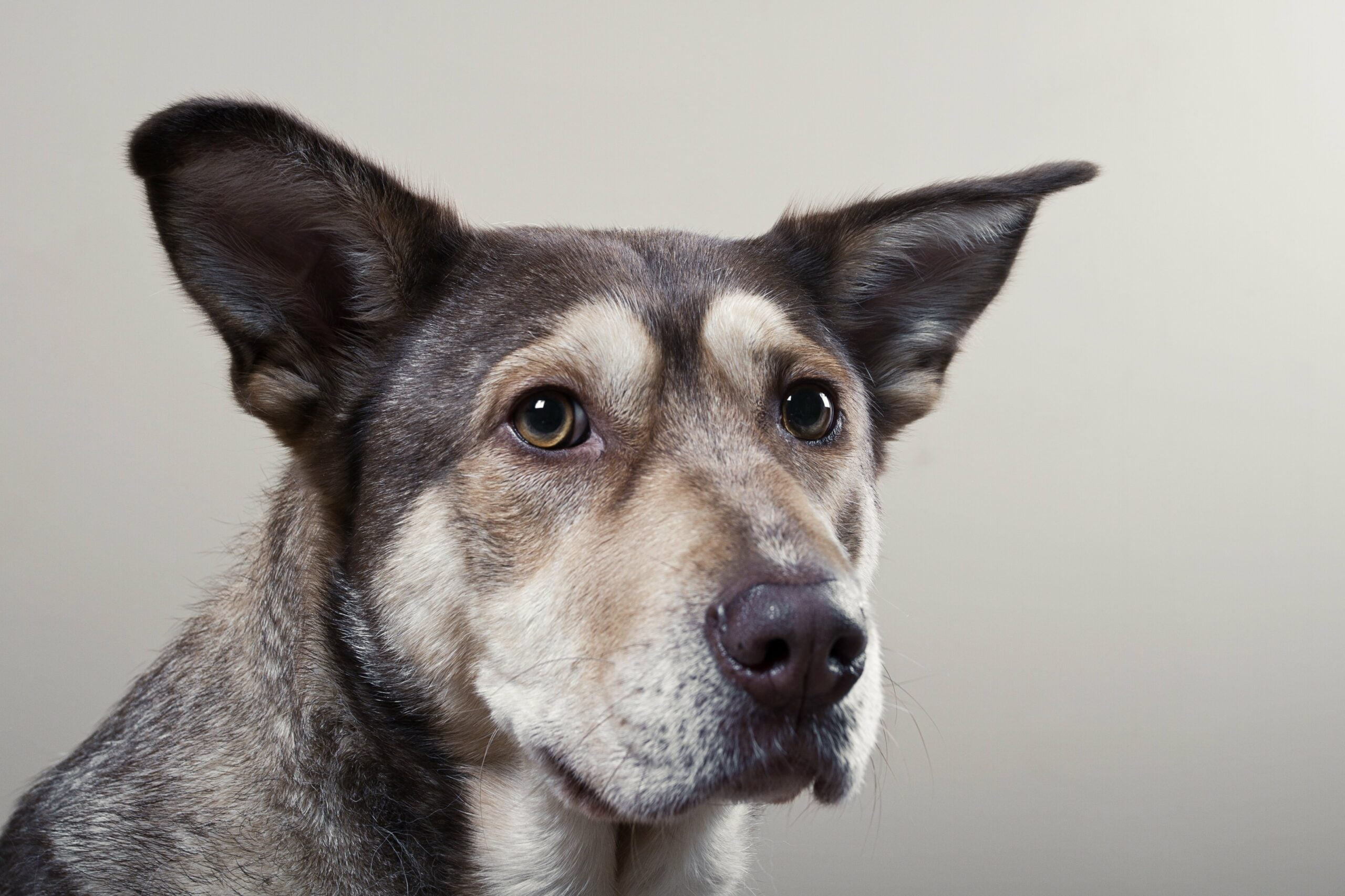 foto Perro mestizo de Shepsky