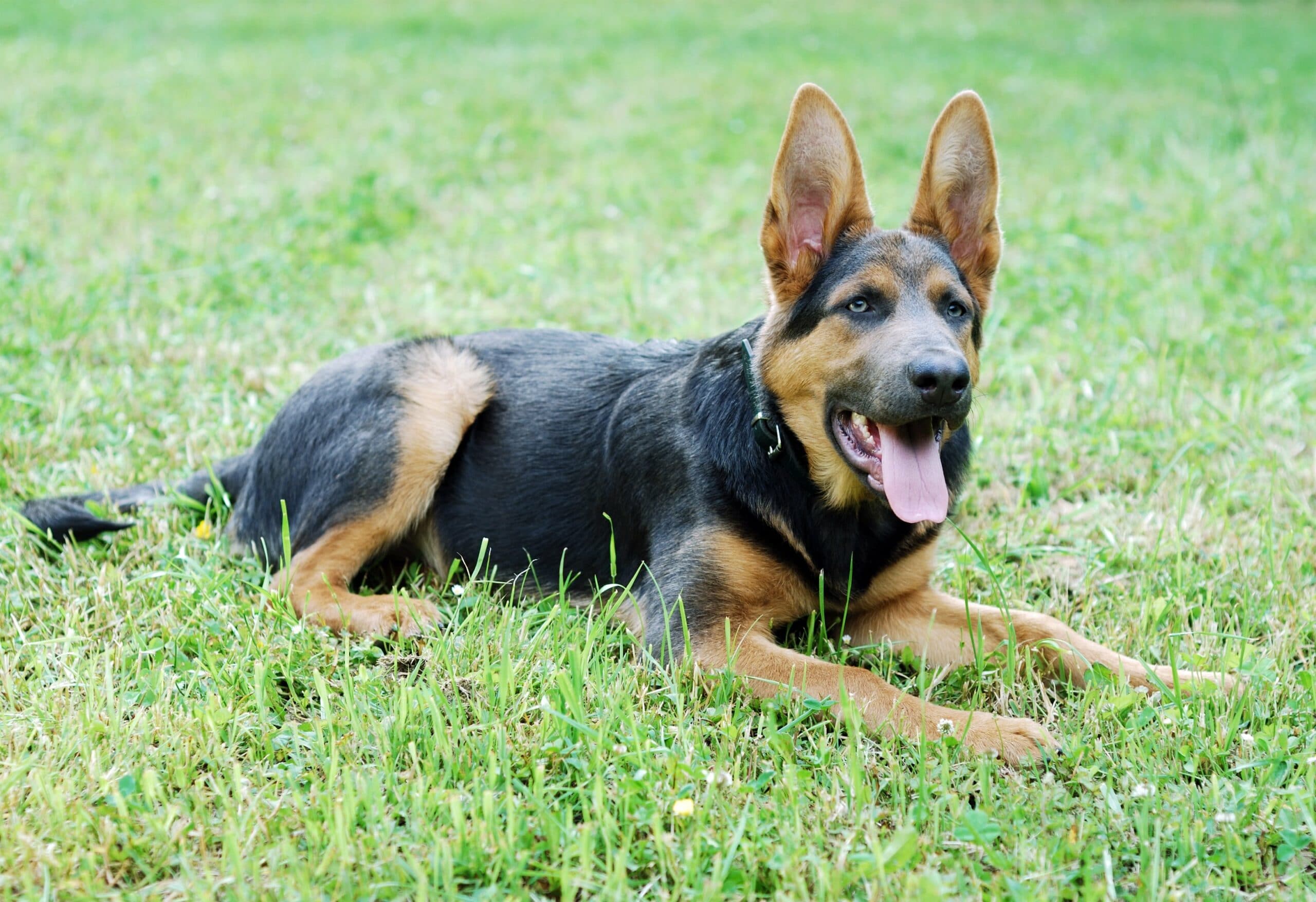 foto Perro mestizo de Shepsky