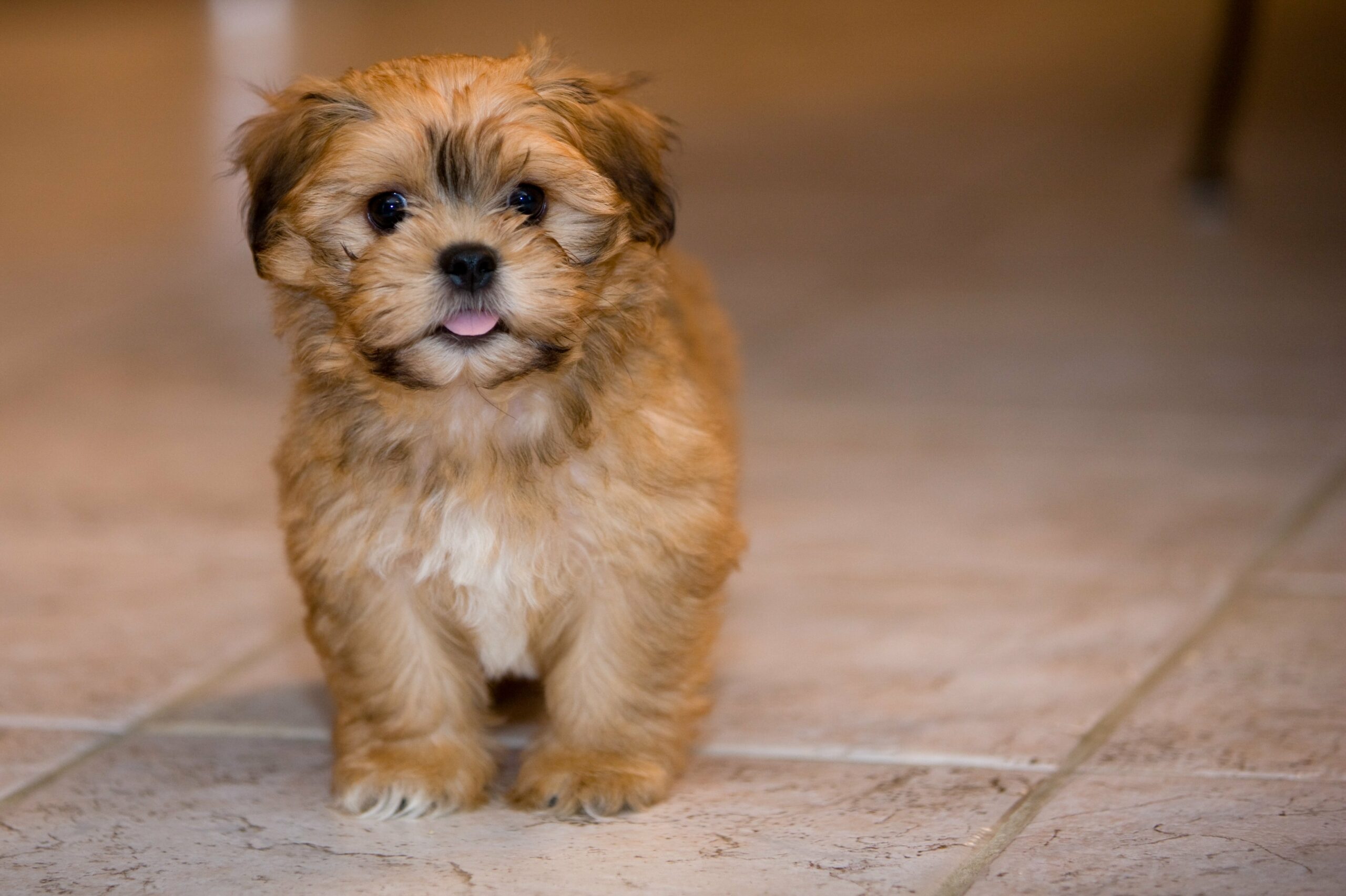 foto Perro de raza Shichon