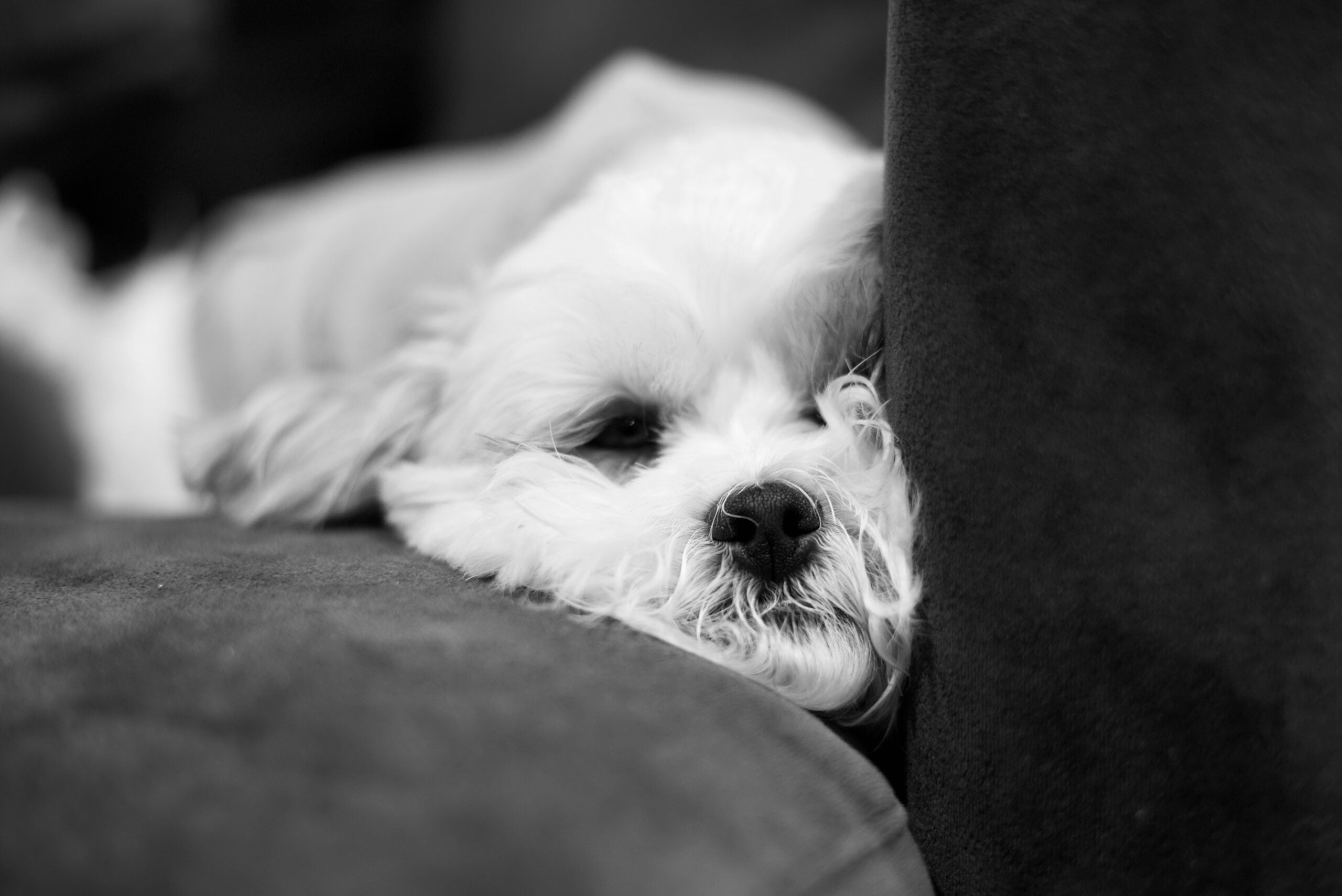 foto Perro de raza Shichon