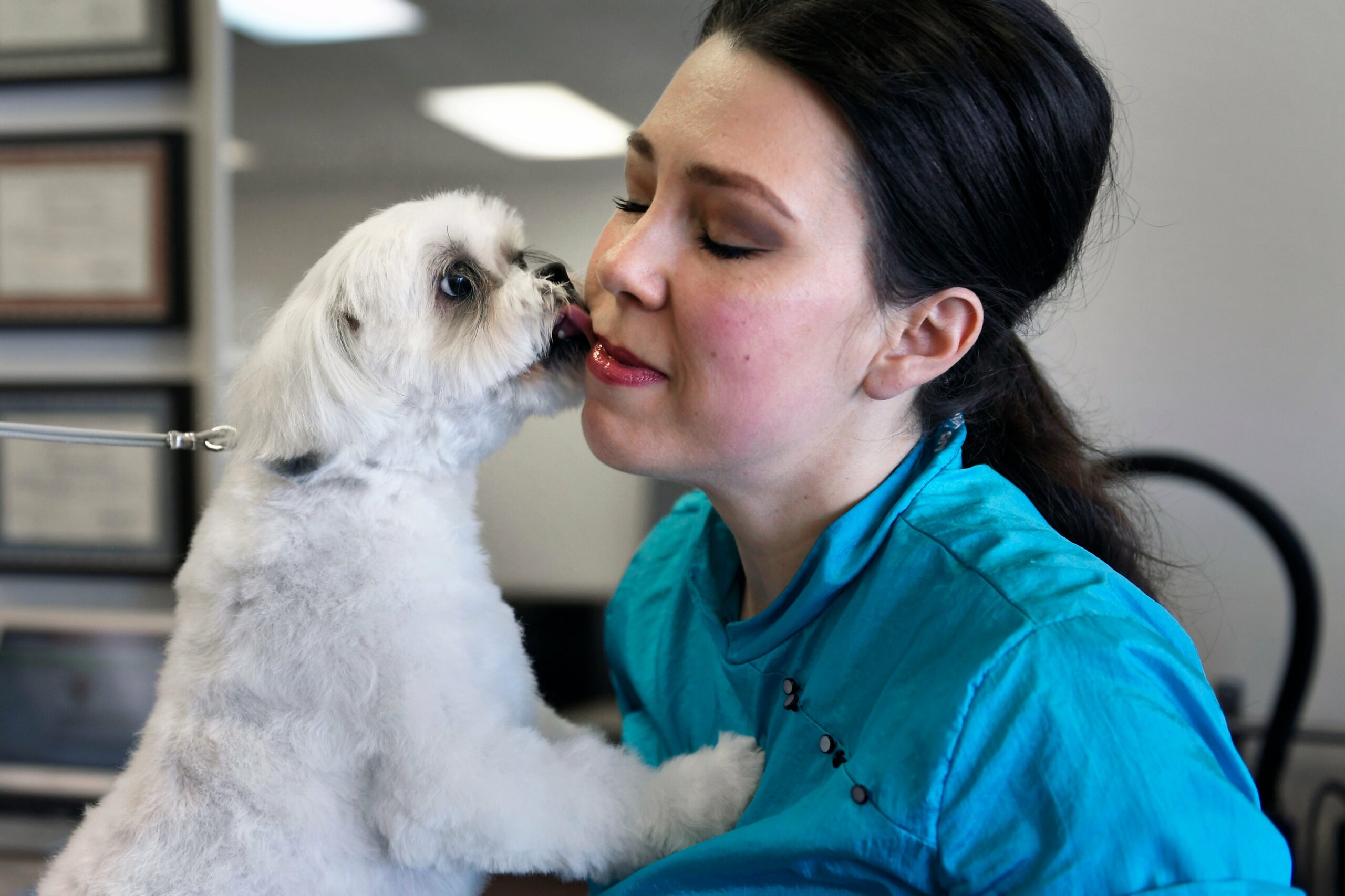 foto Perro de raza Shichon