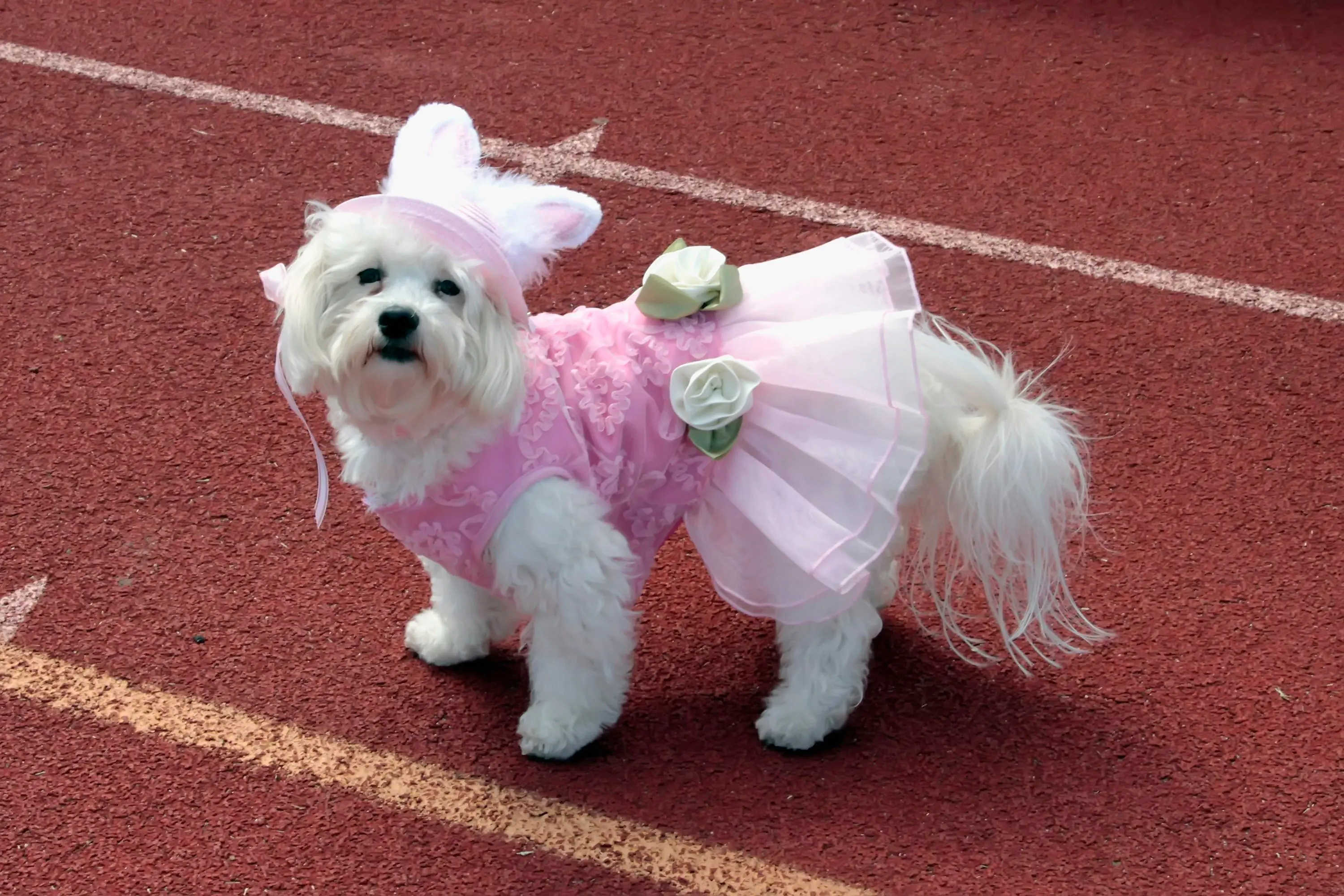 foto Perro de raza Shichon
