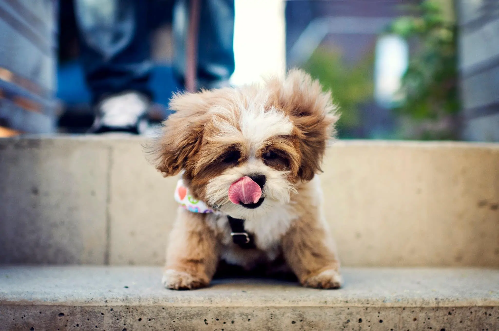 foto Perro de raza Shichon