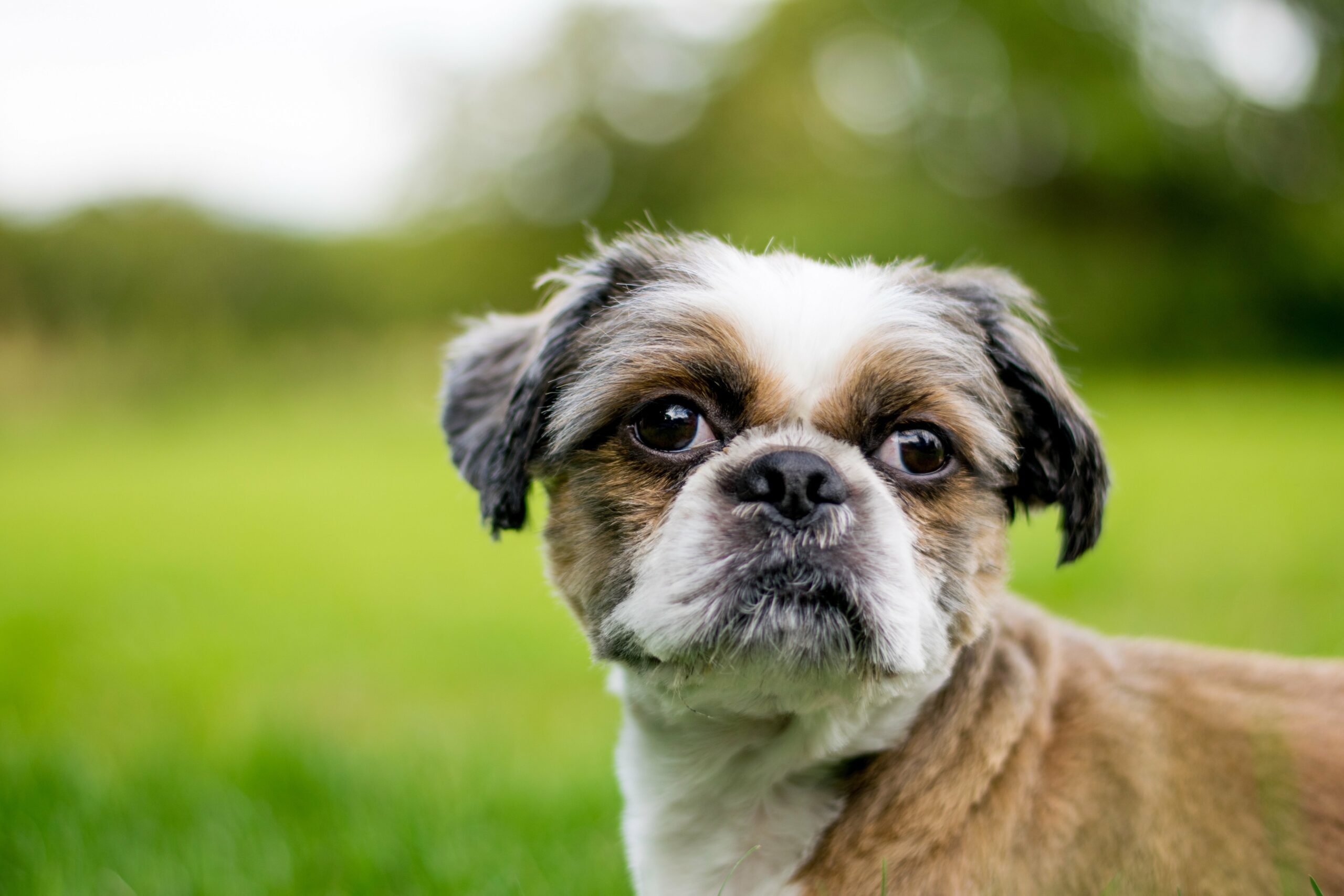 foto Perro de raza Shichon