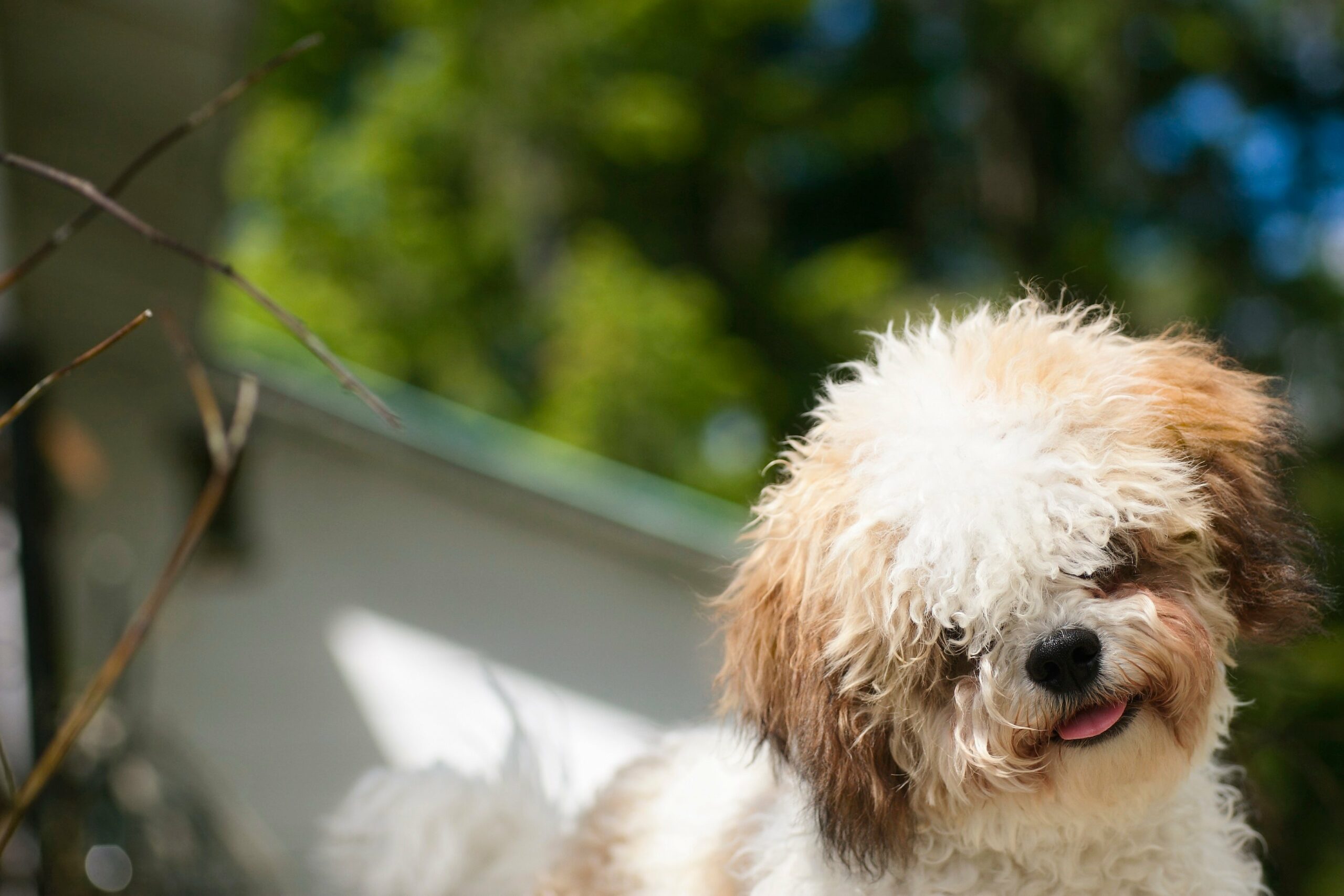 foto Perro de raza Shichon