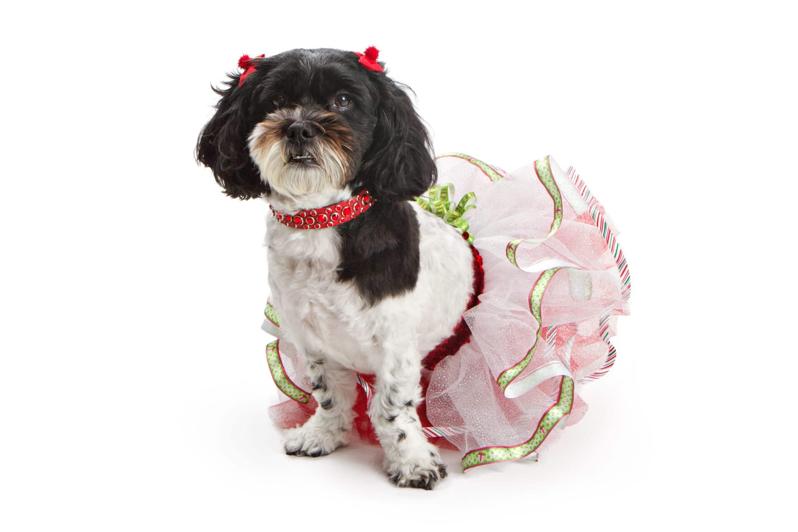 foto Perro de raza Shih-Poo