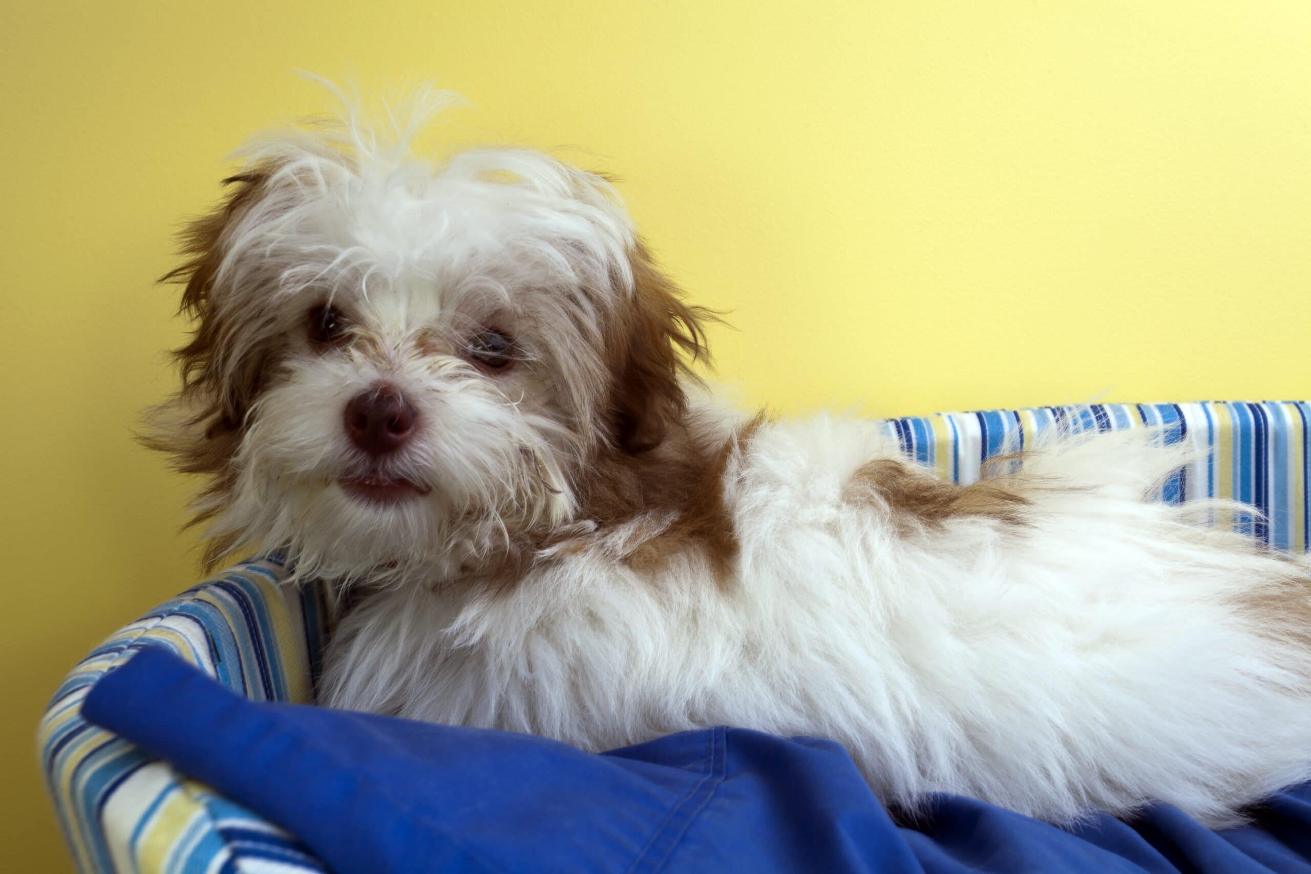 foto Perro de raza Shih-Poo