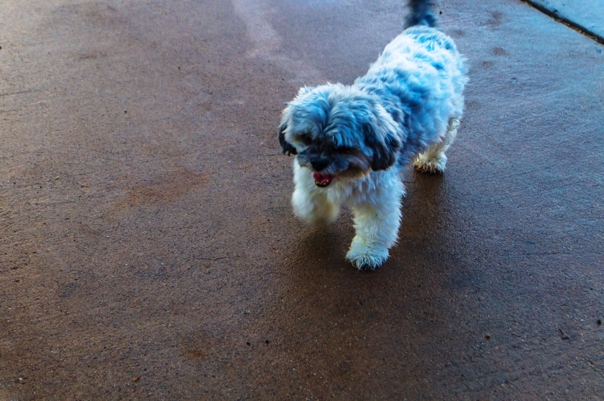 foto Perro de raza Shih-Poo