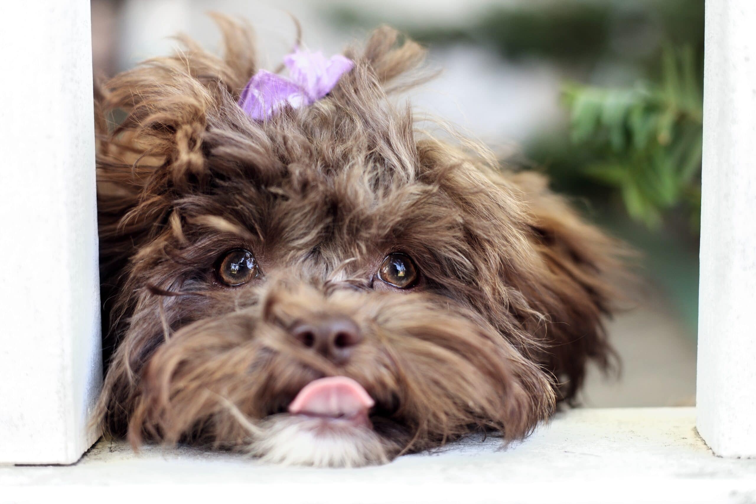 foto Perro de raza Shih-Poo