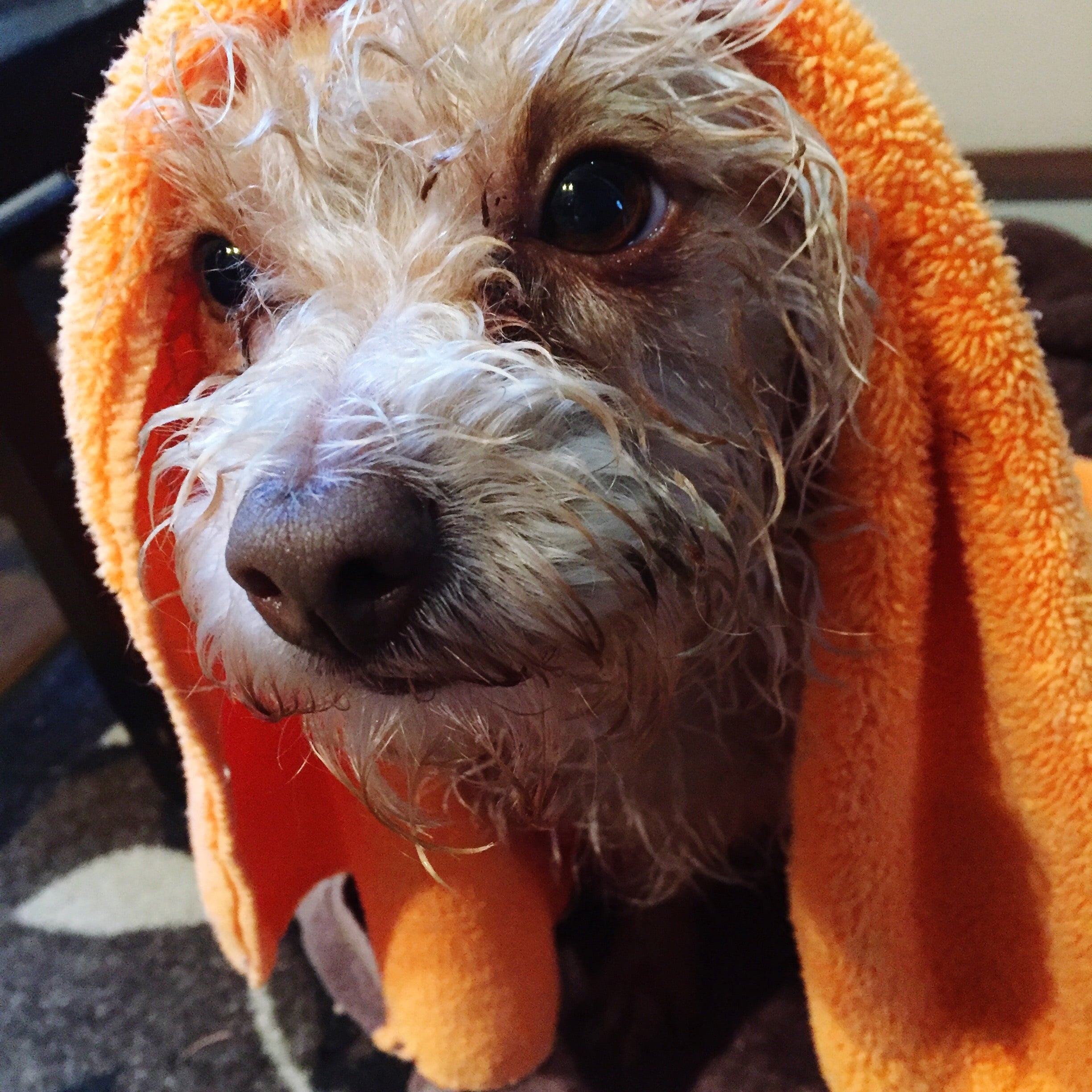 foto Perro de raza Shih-Poo