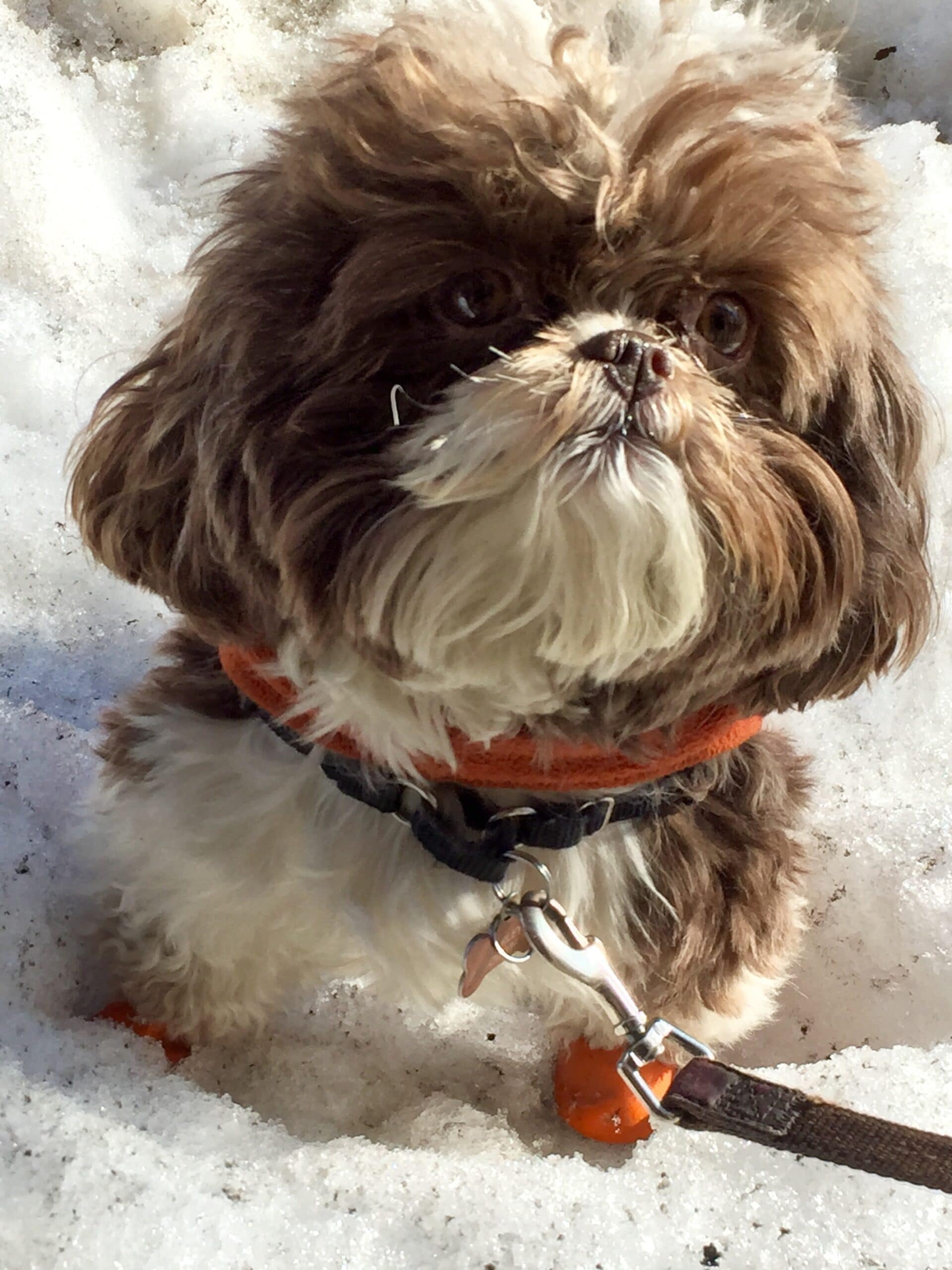 foto Perro de raza Shih-Poo
