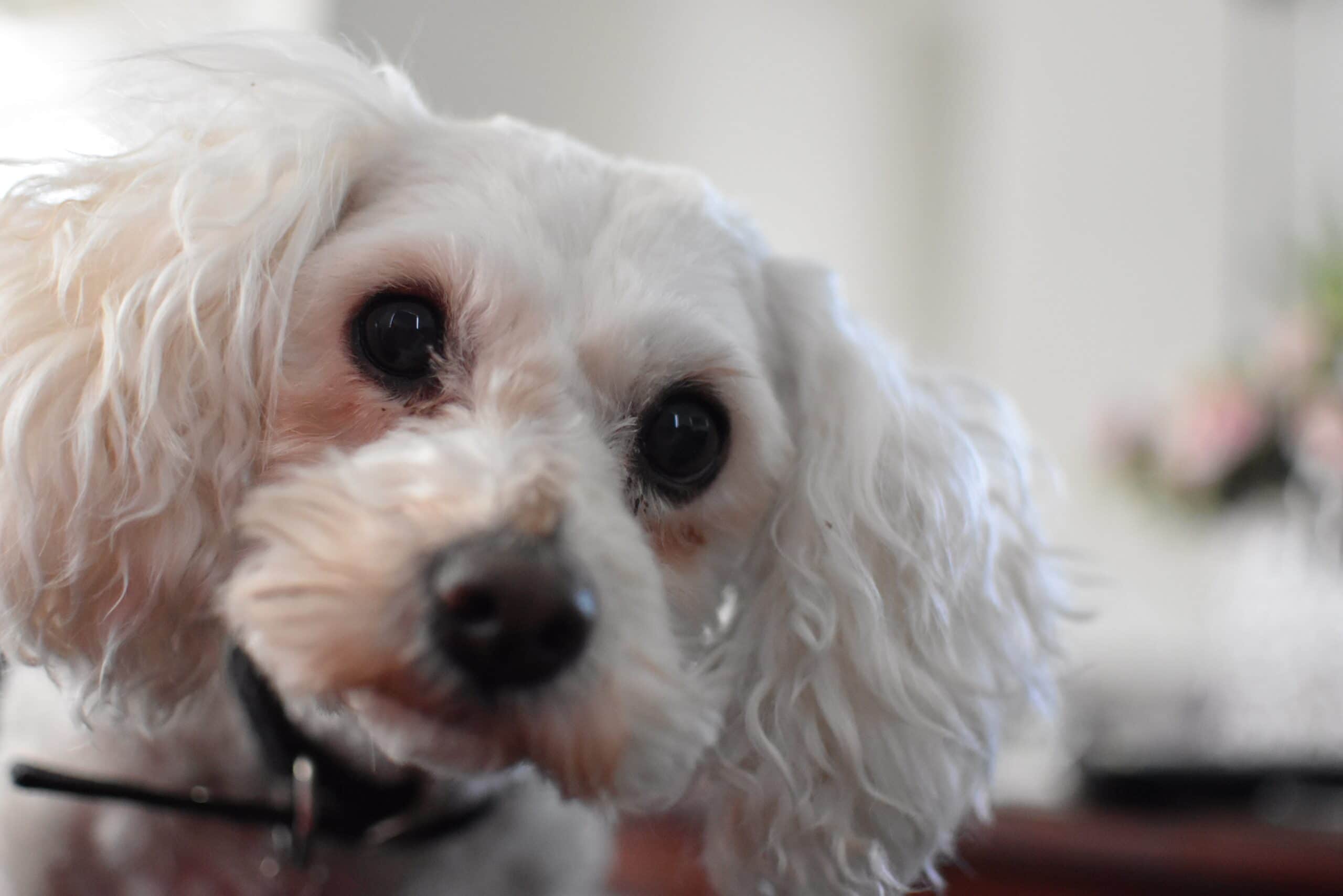 foto Perro de raza Shih-Poo