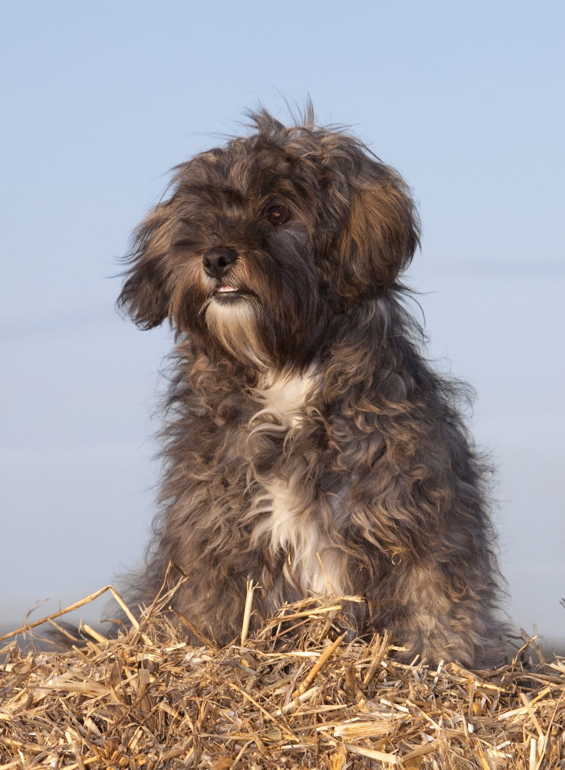 foto Perro de raza Shih-Poo