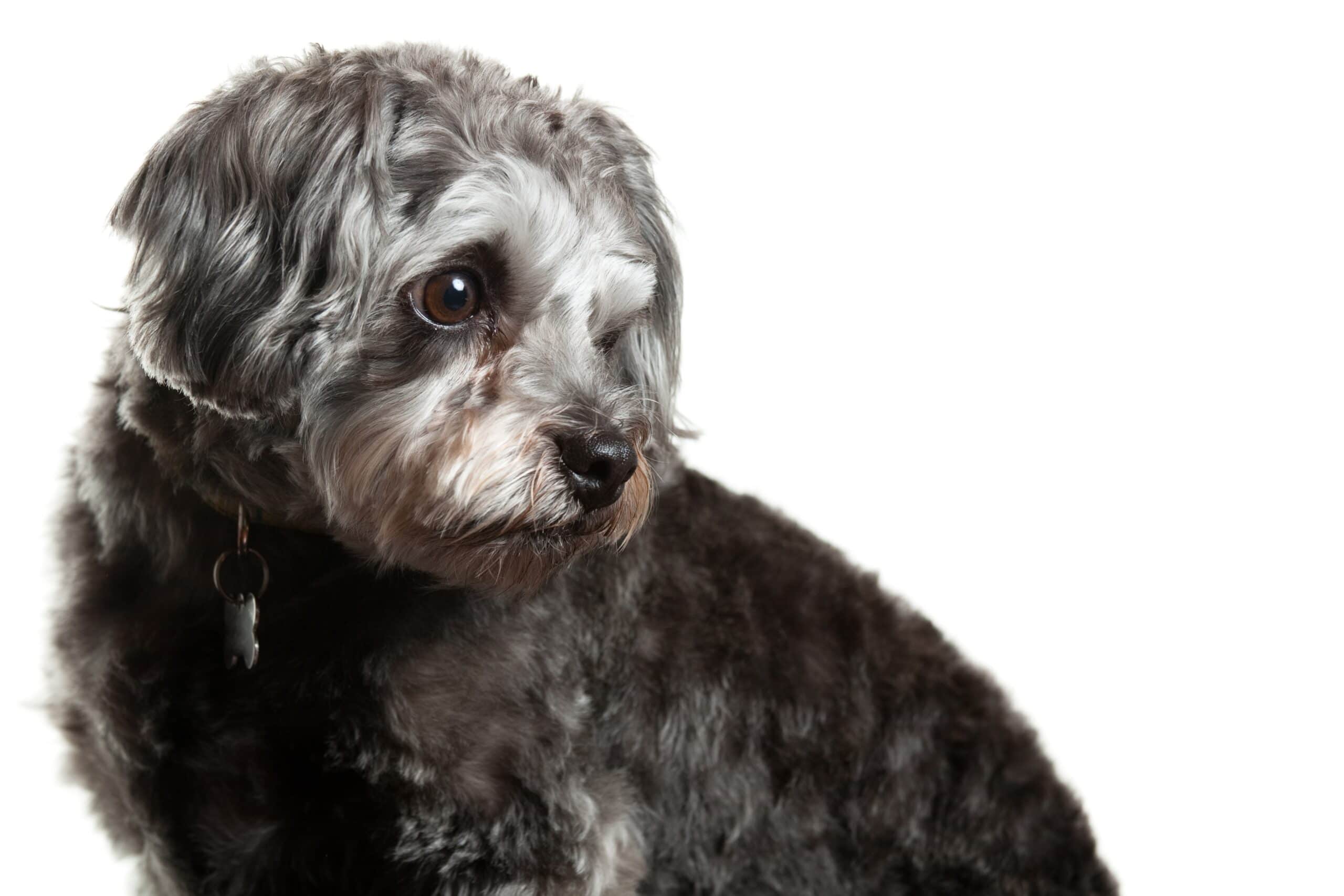 foto Perro de raza Shih-Poo