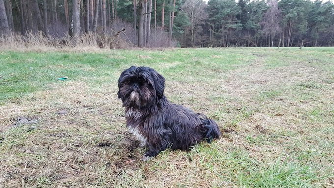 foto Perro Shih Tzu