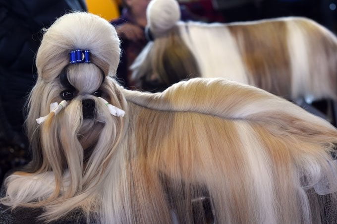 foto Perro Shih Tzu