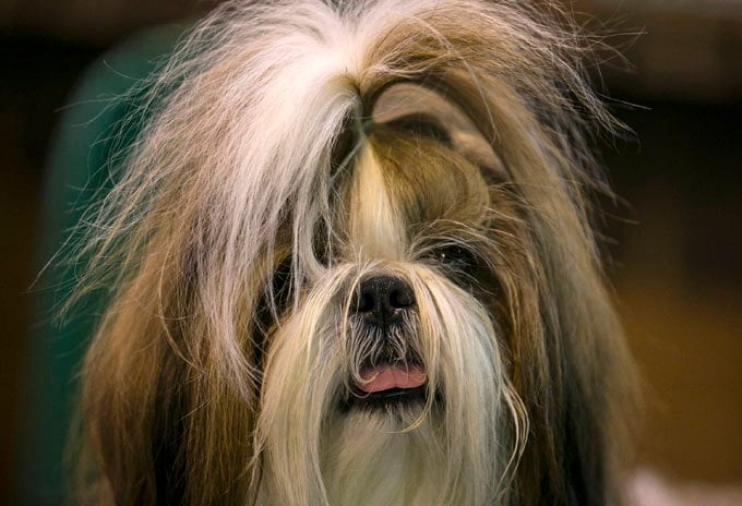 foto Perro Shih Tzu