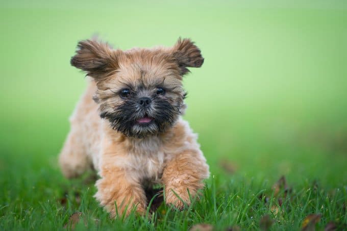 foto Perro Shih Tzu