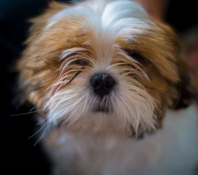 foto Perro Shih Tzu