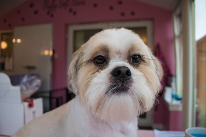 foto Perro Shih Tzu