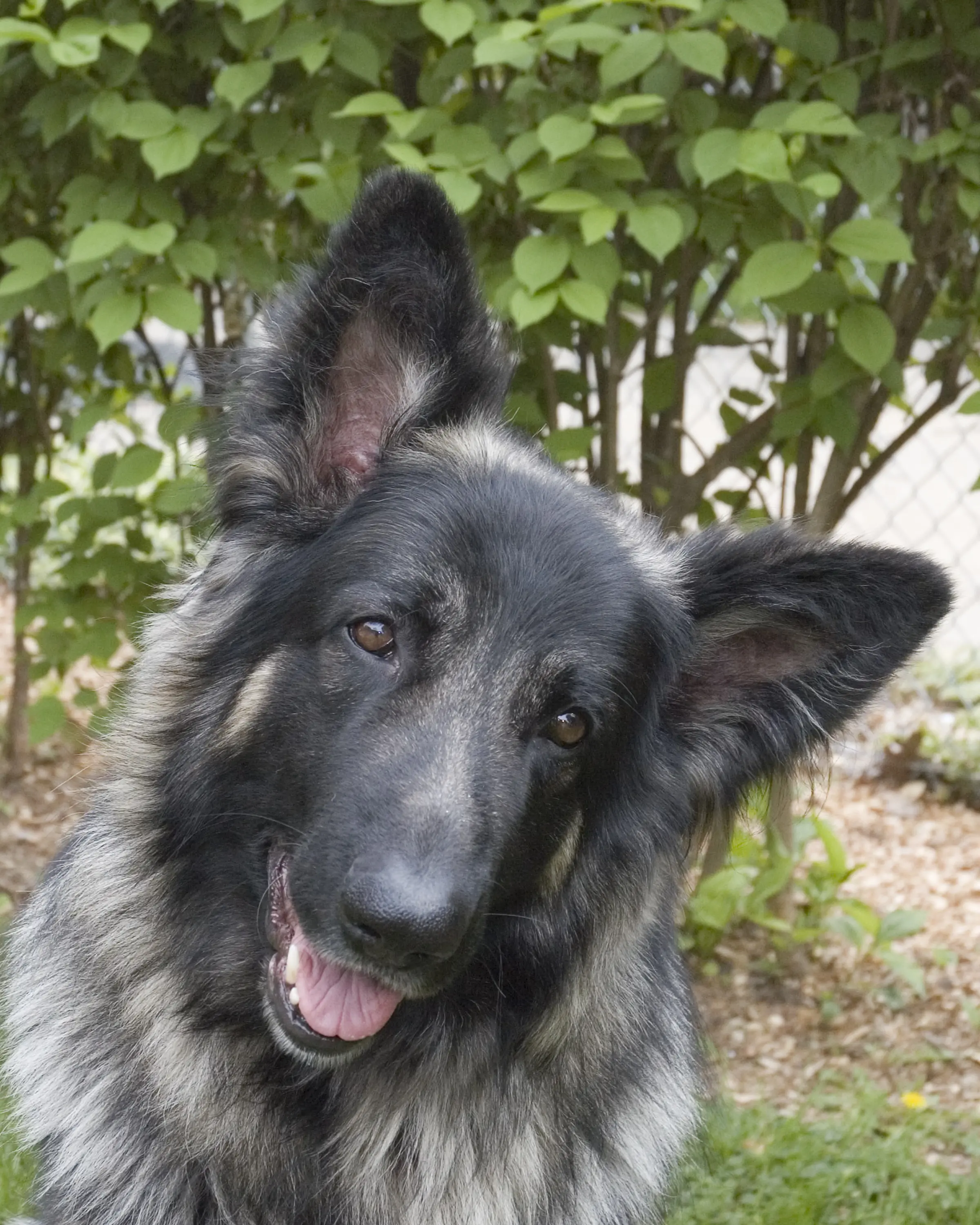 foto Perro Pastor de Shiloh