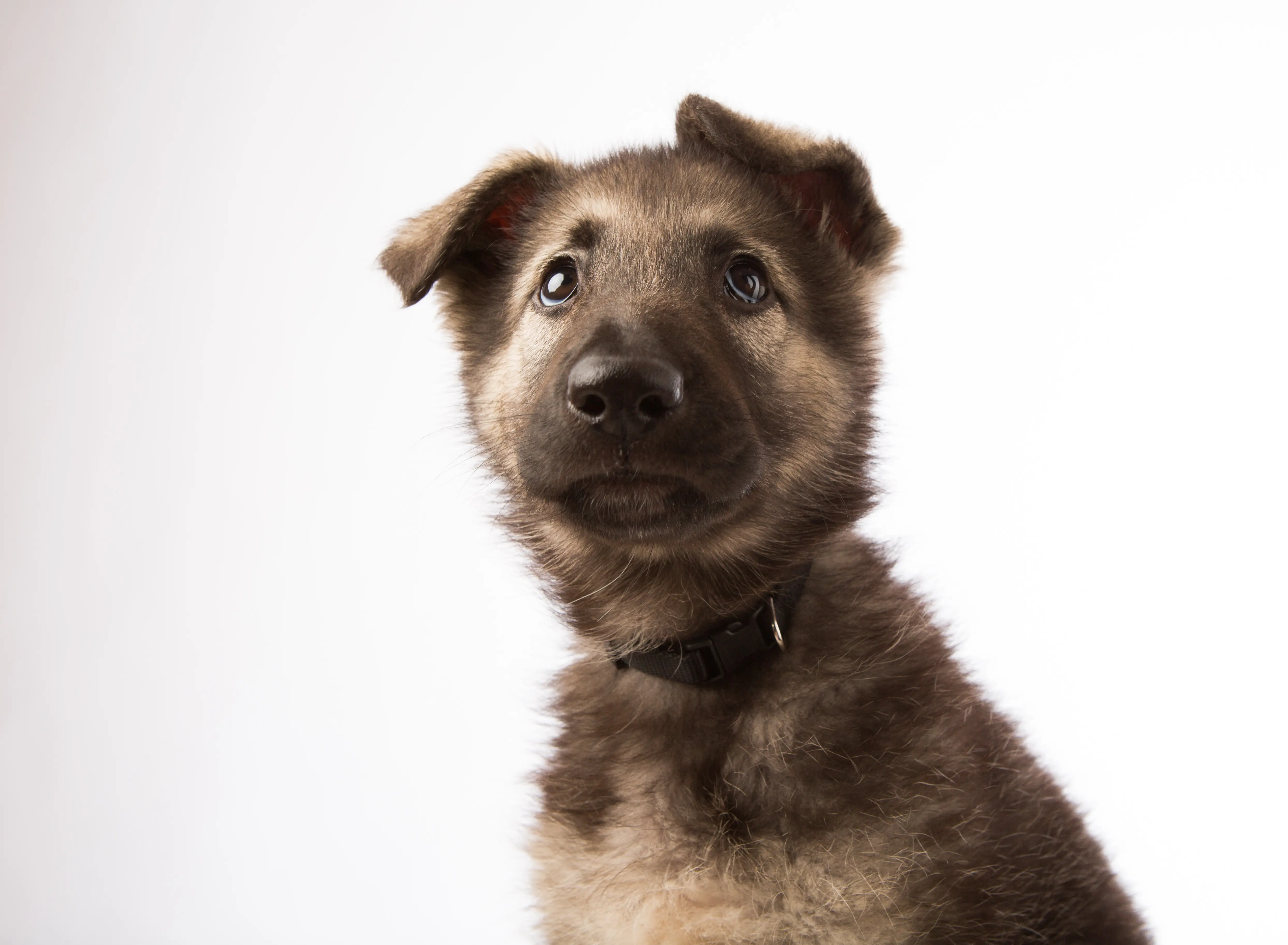 foto Perro Pastor de Shiloh