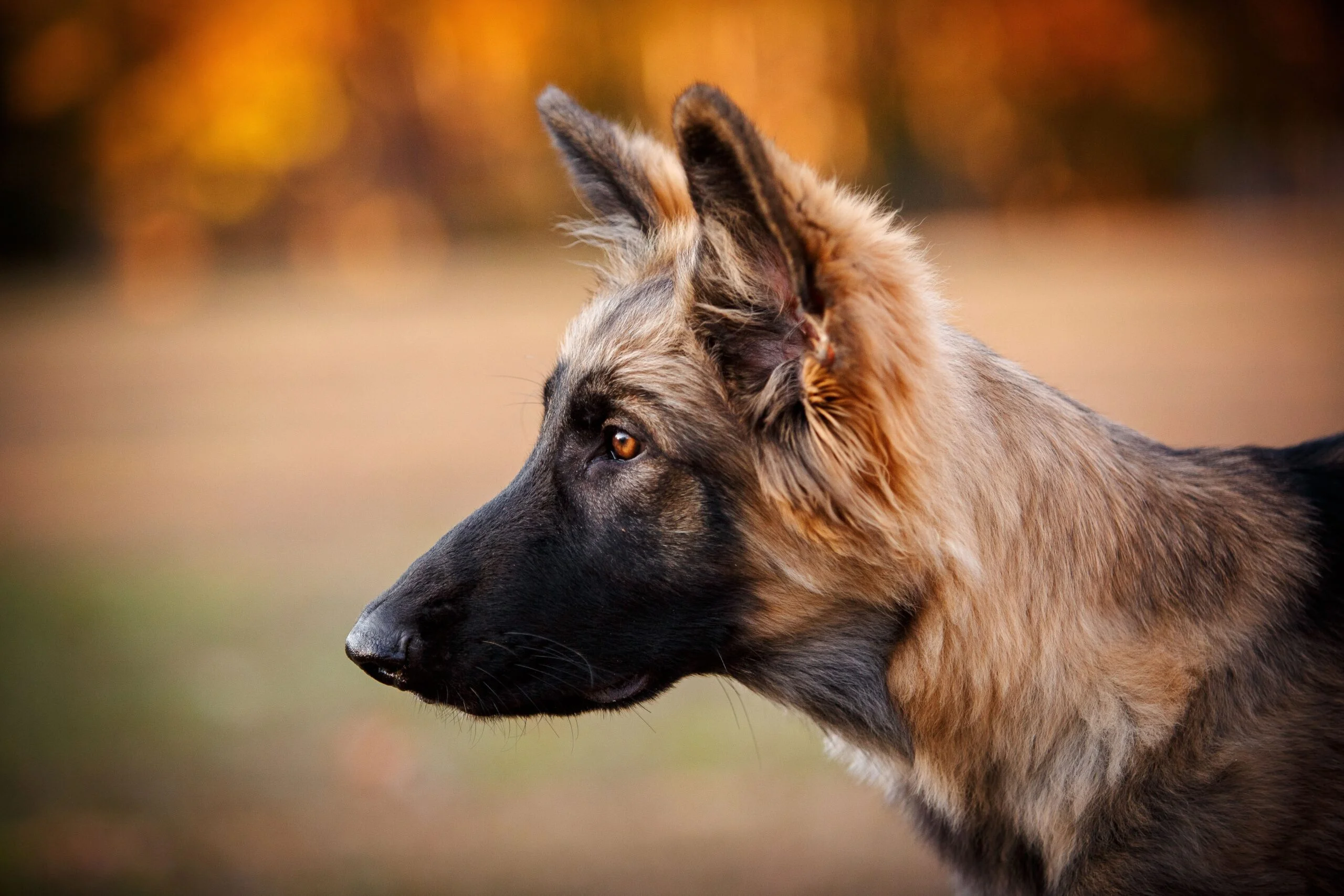 foto Perro Pastor de Shiloh