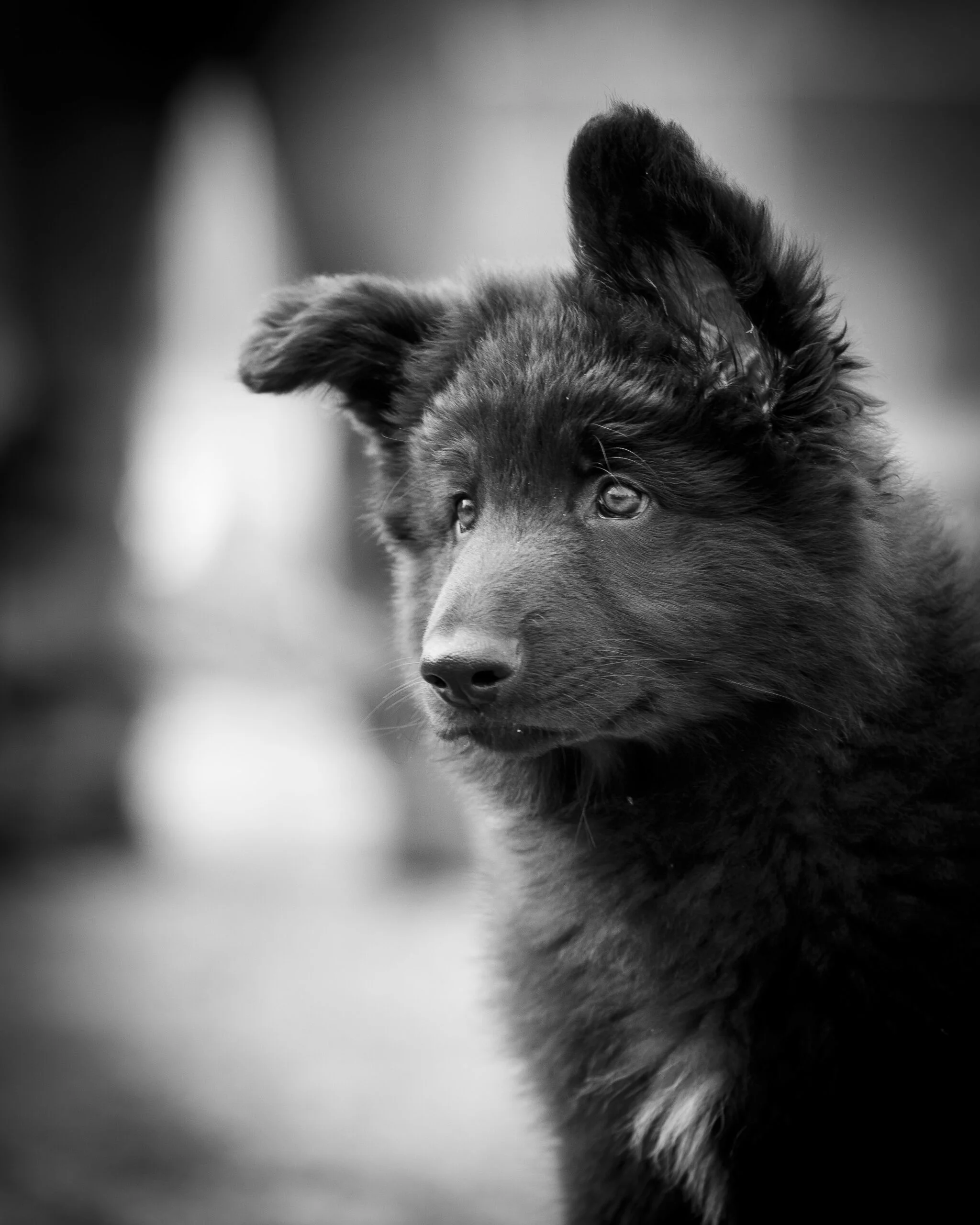 foto Perro Pastor de Shiloh