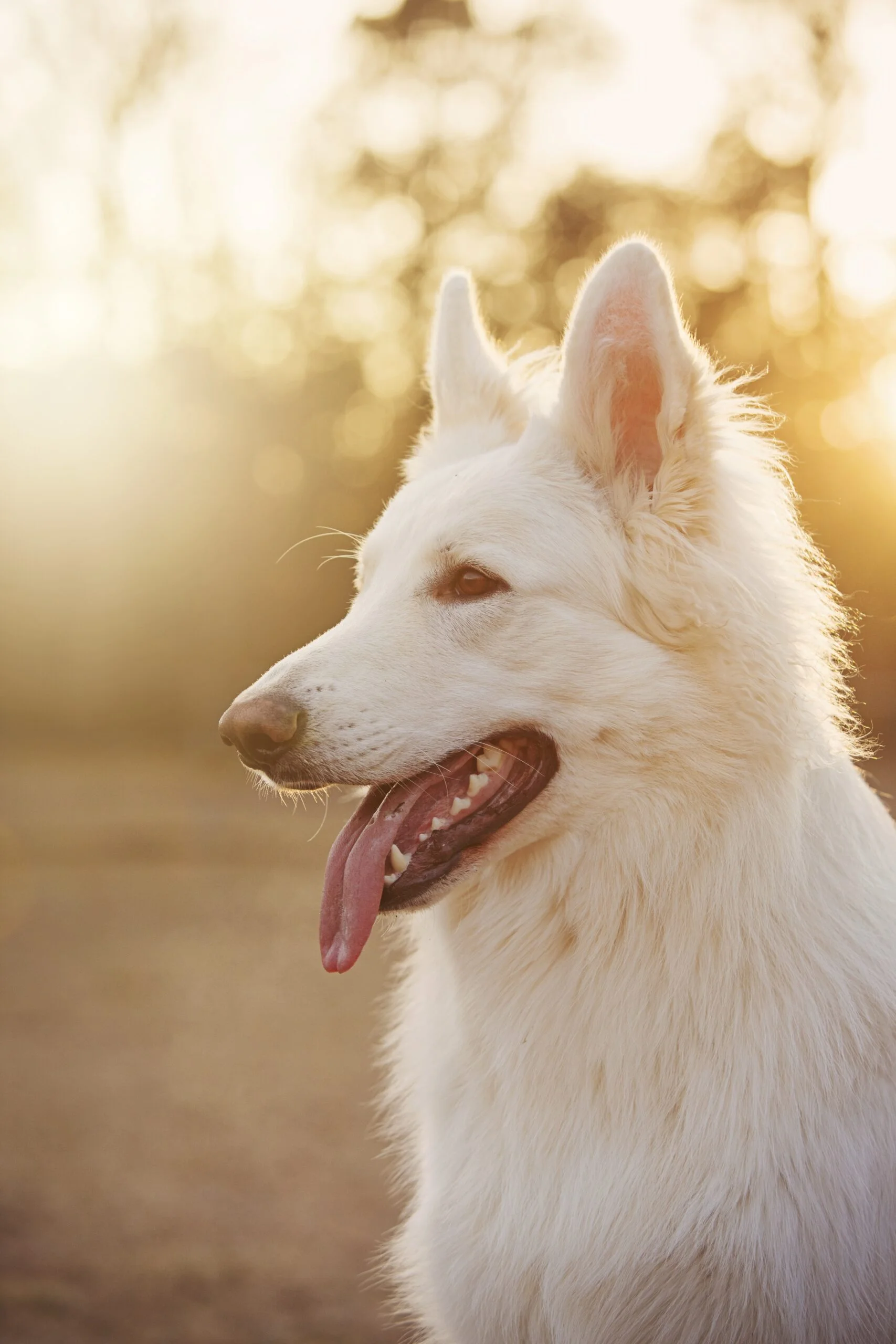 foto Perro Pastor de Shiloh
