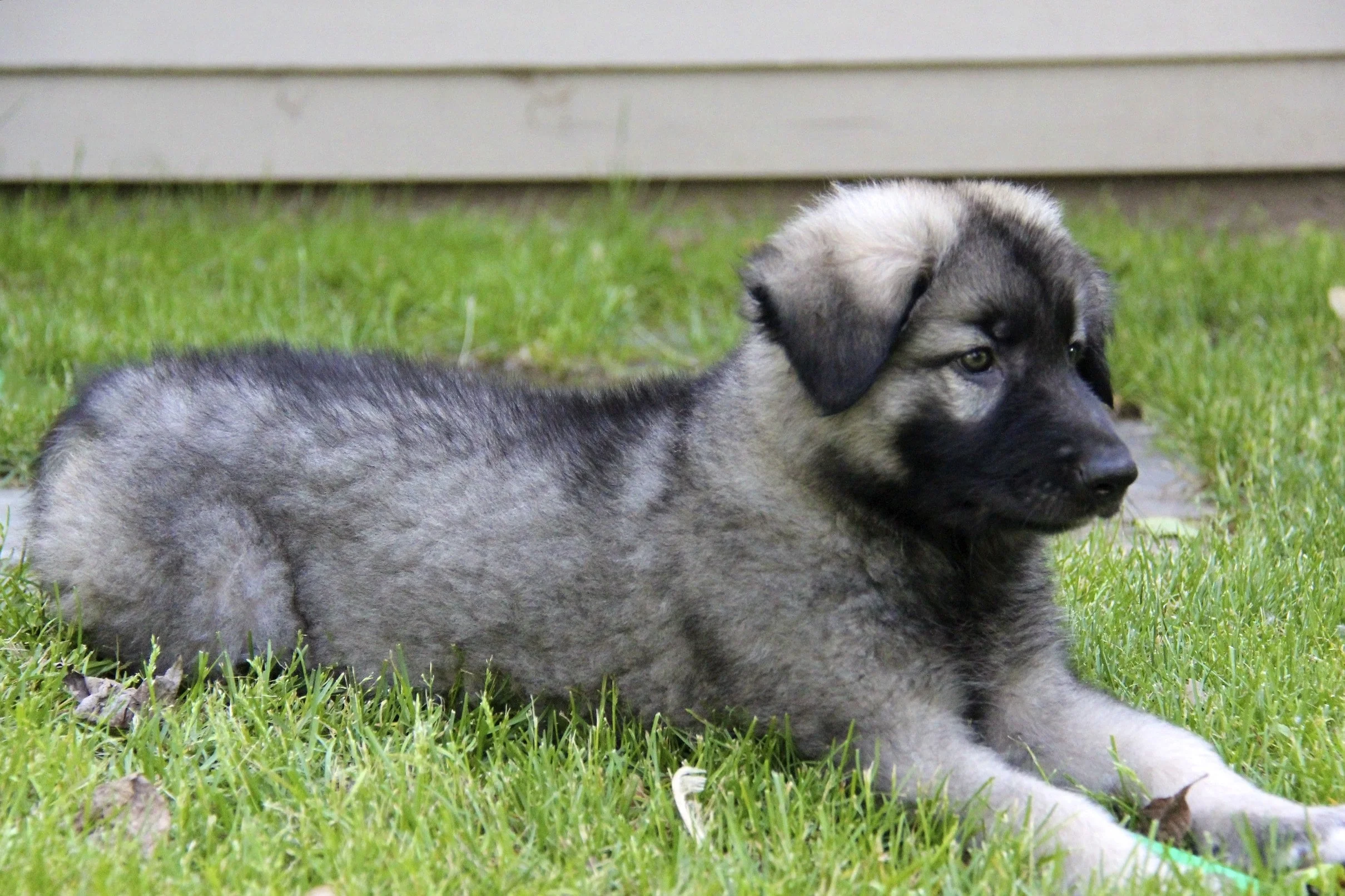 foto Perro Pastor de Shiloh